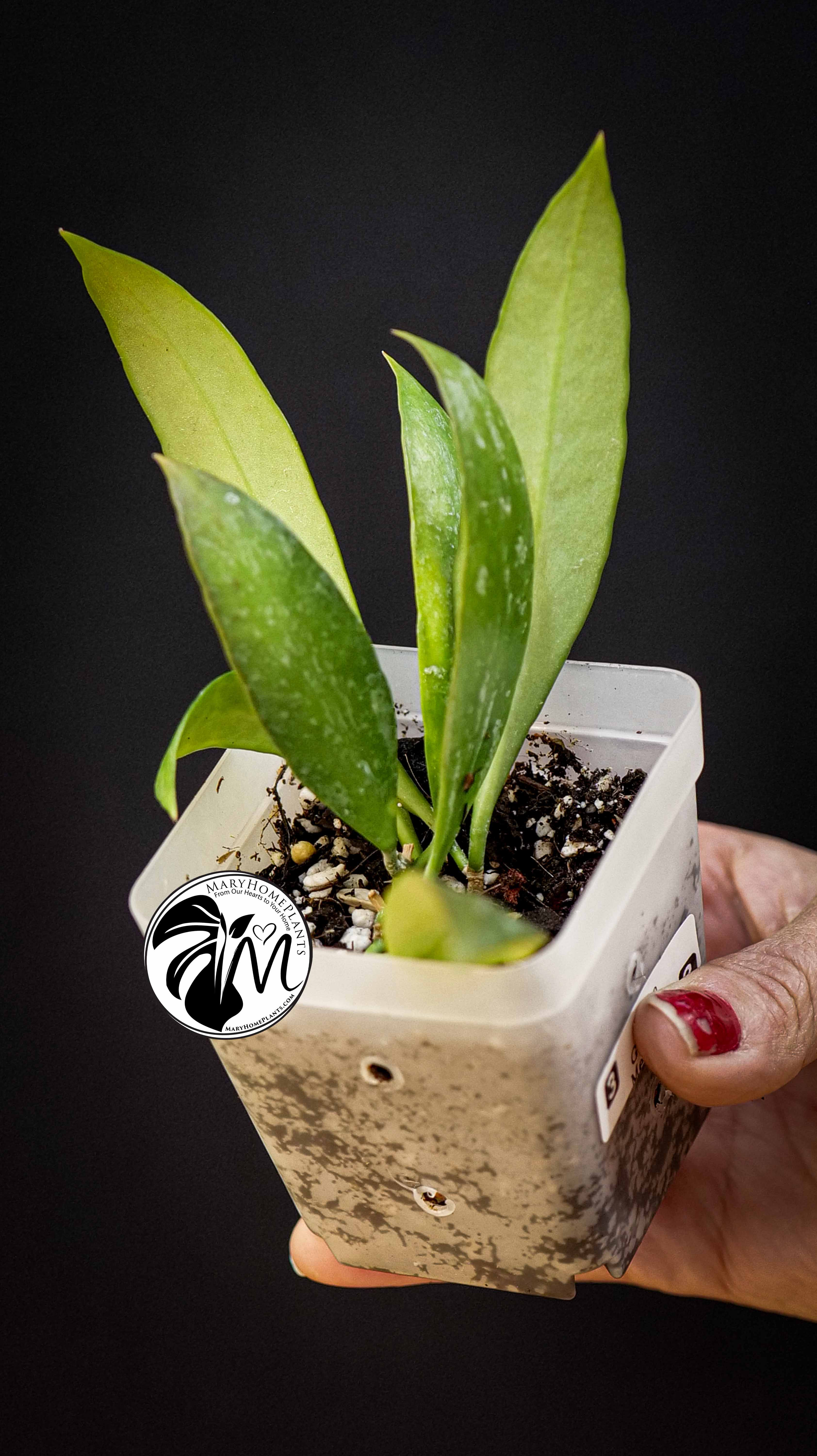 Hoya Gracilis Memoria