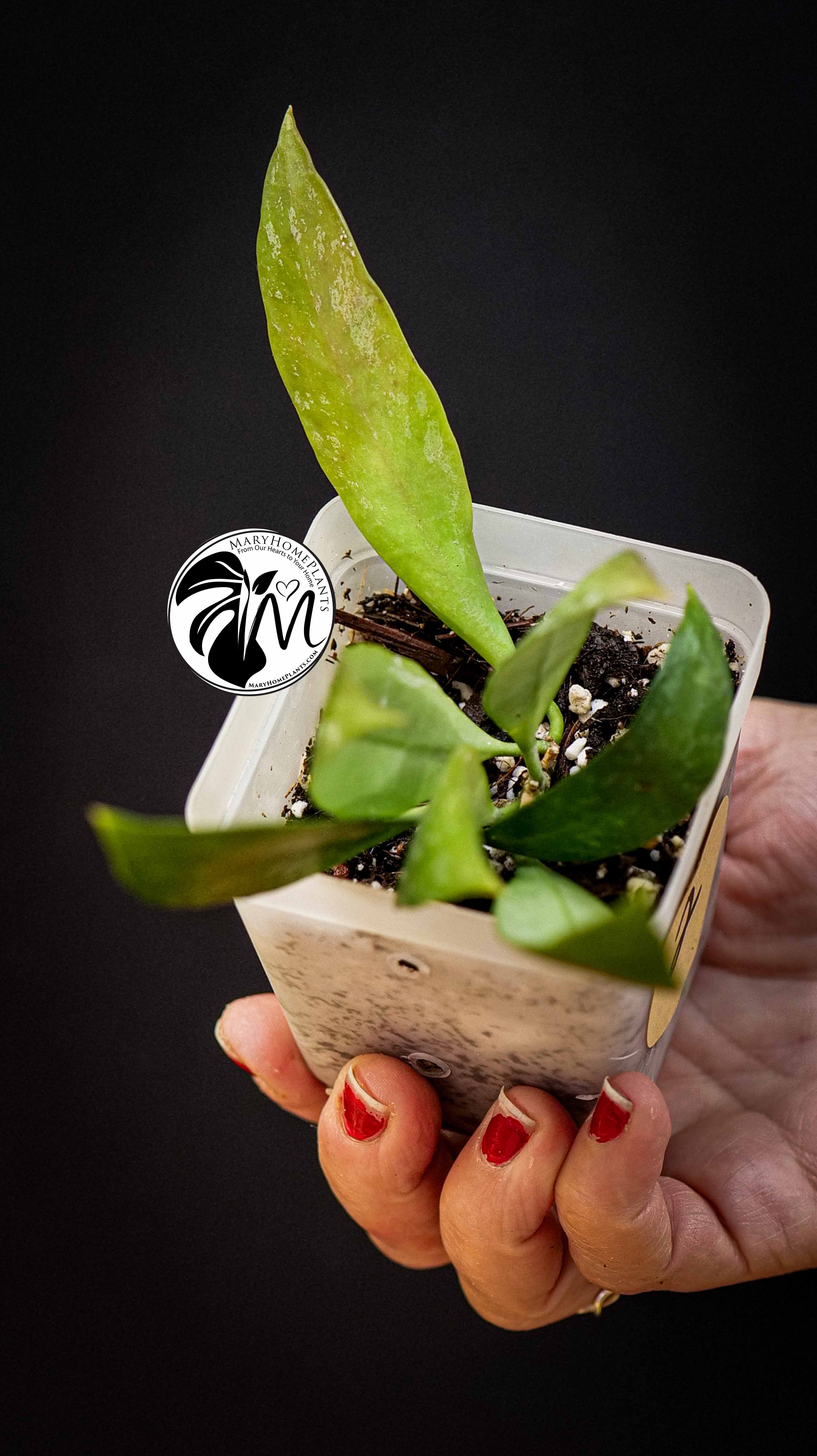 Hoya Gracilis Memoria