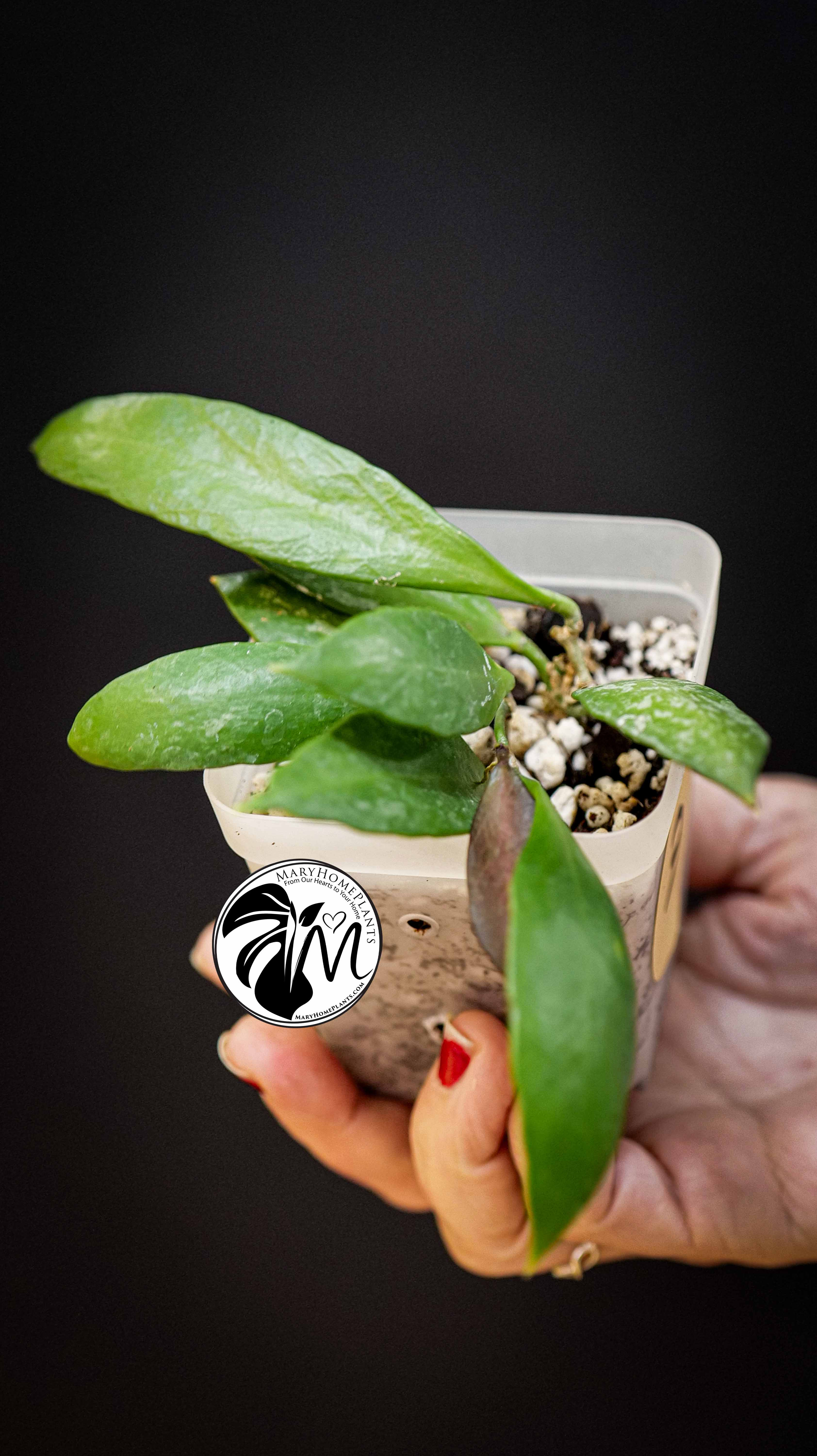 Hoya Gracilis Memoria