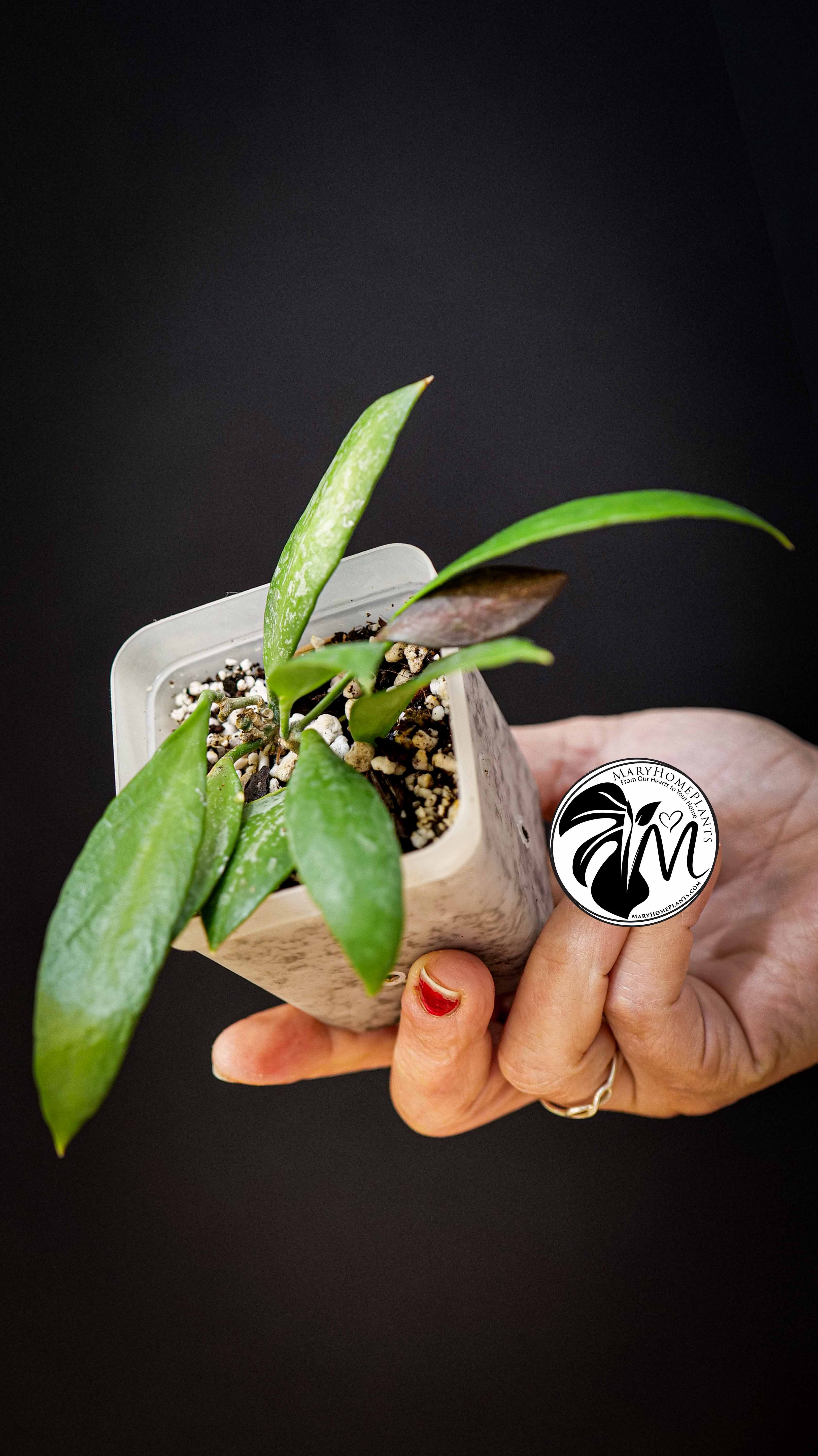 Hoya Gracilis Memoria