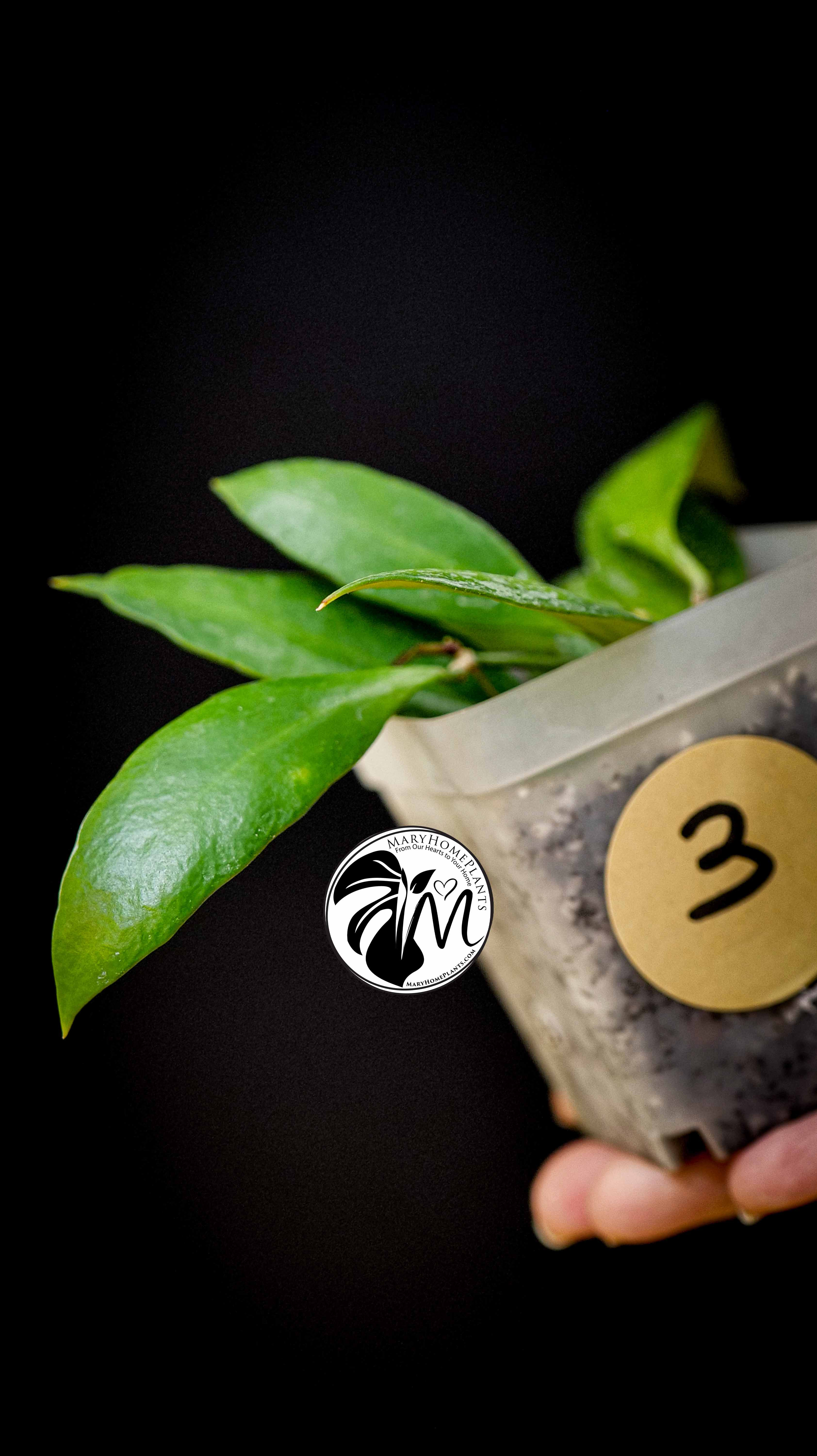 Hoya Gracilis Memoria