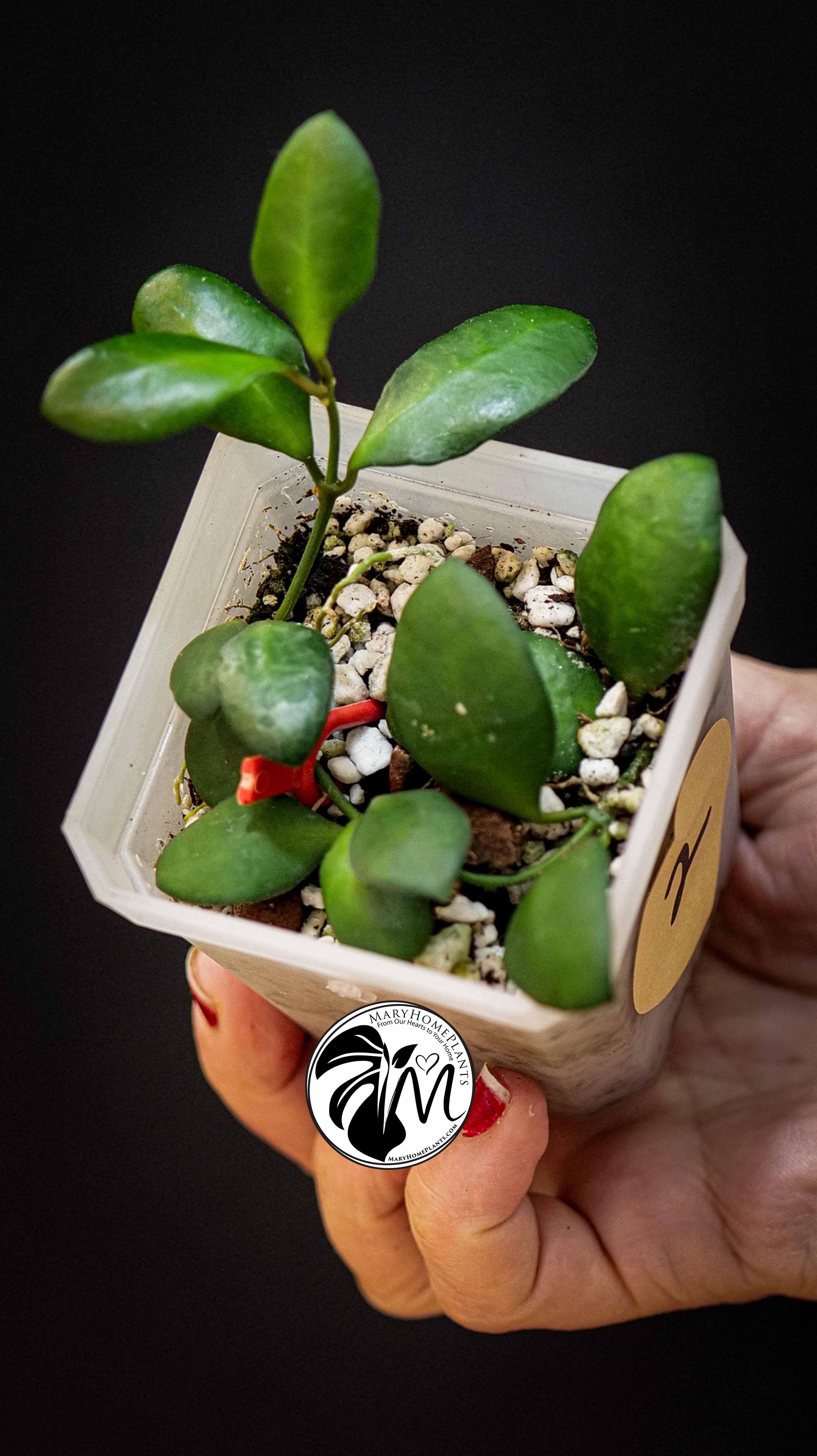 Hoya Heuschkeliana Yellow Flower