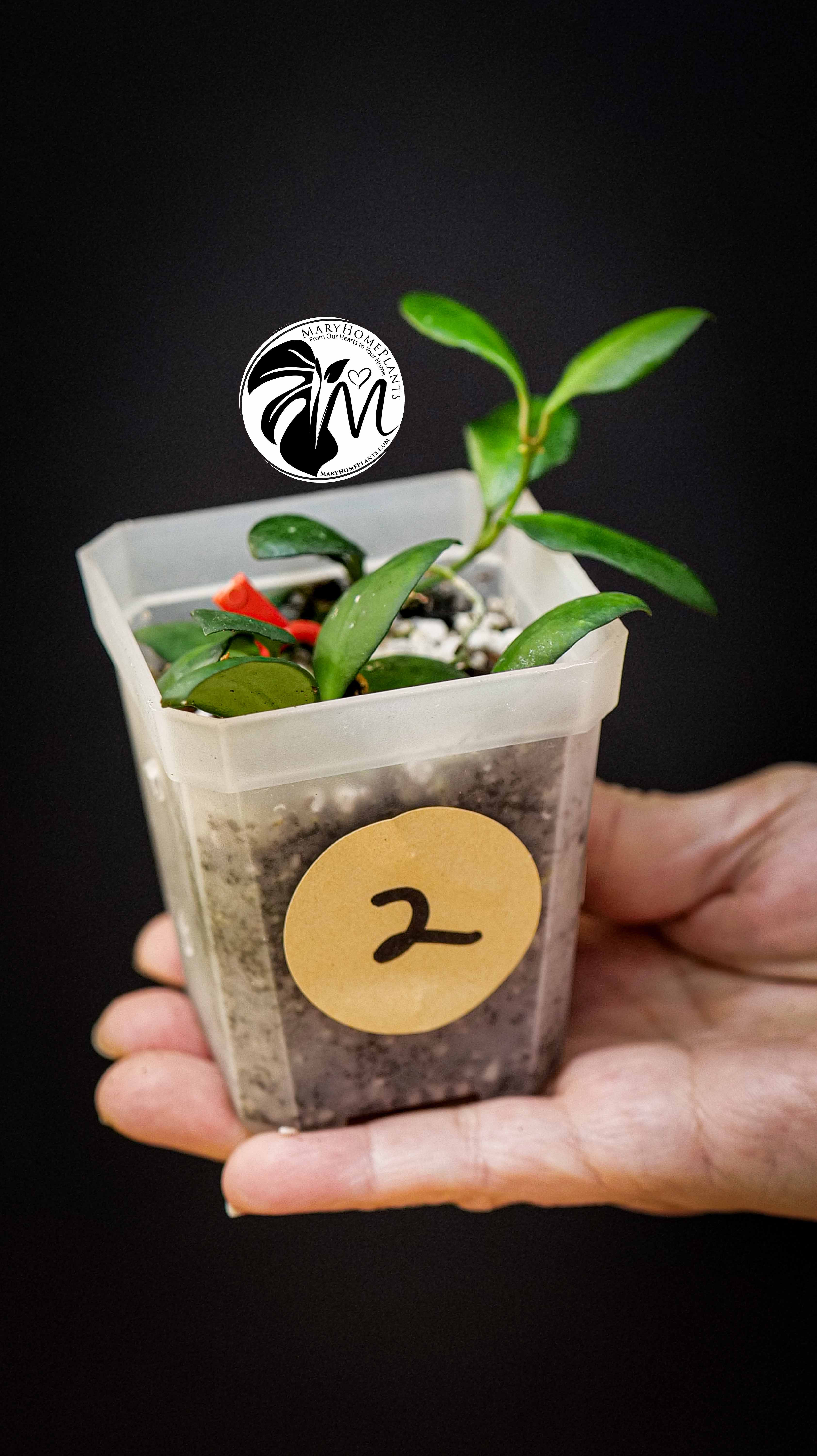 Hoya Heuschkeliana Yellow Flower