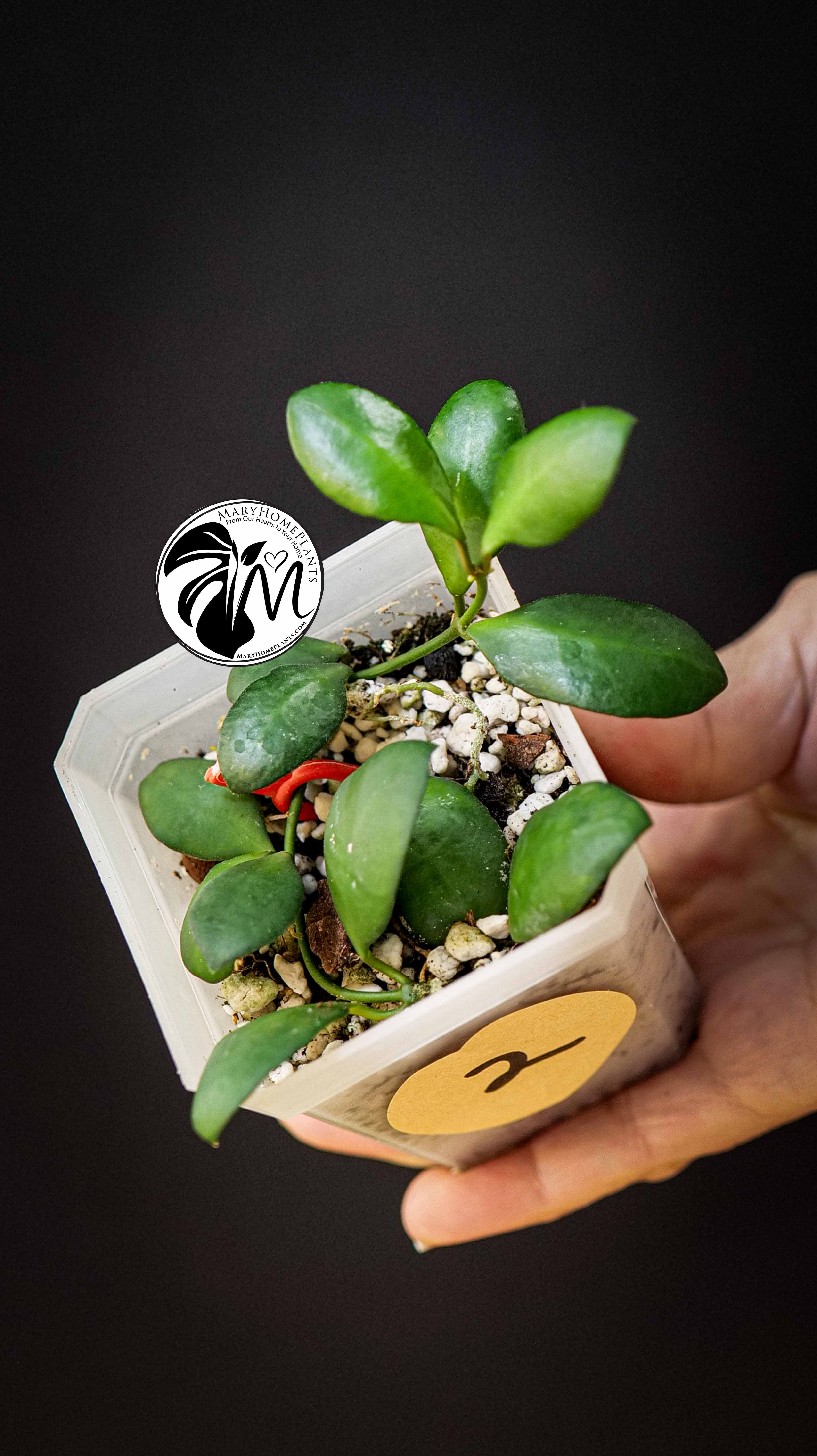 Hoya Heuschkeliana Yellow Flower