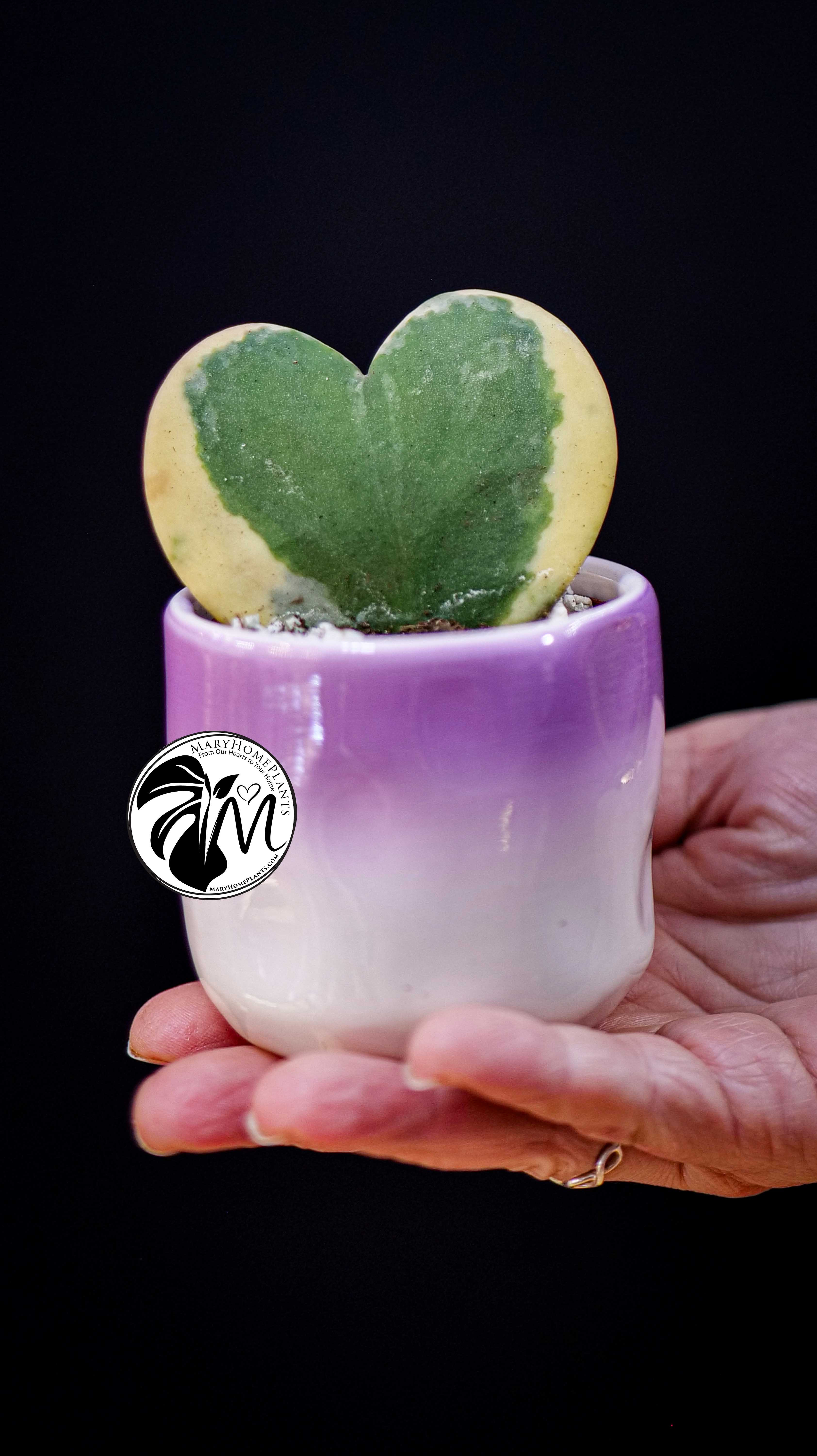 Hoya Kerrii Variegated