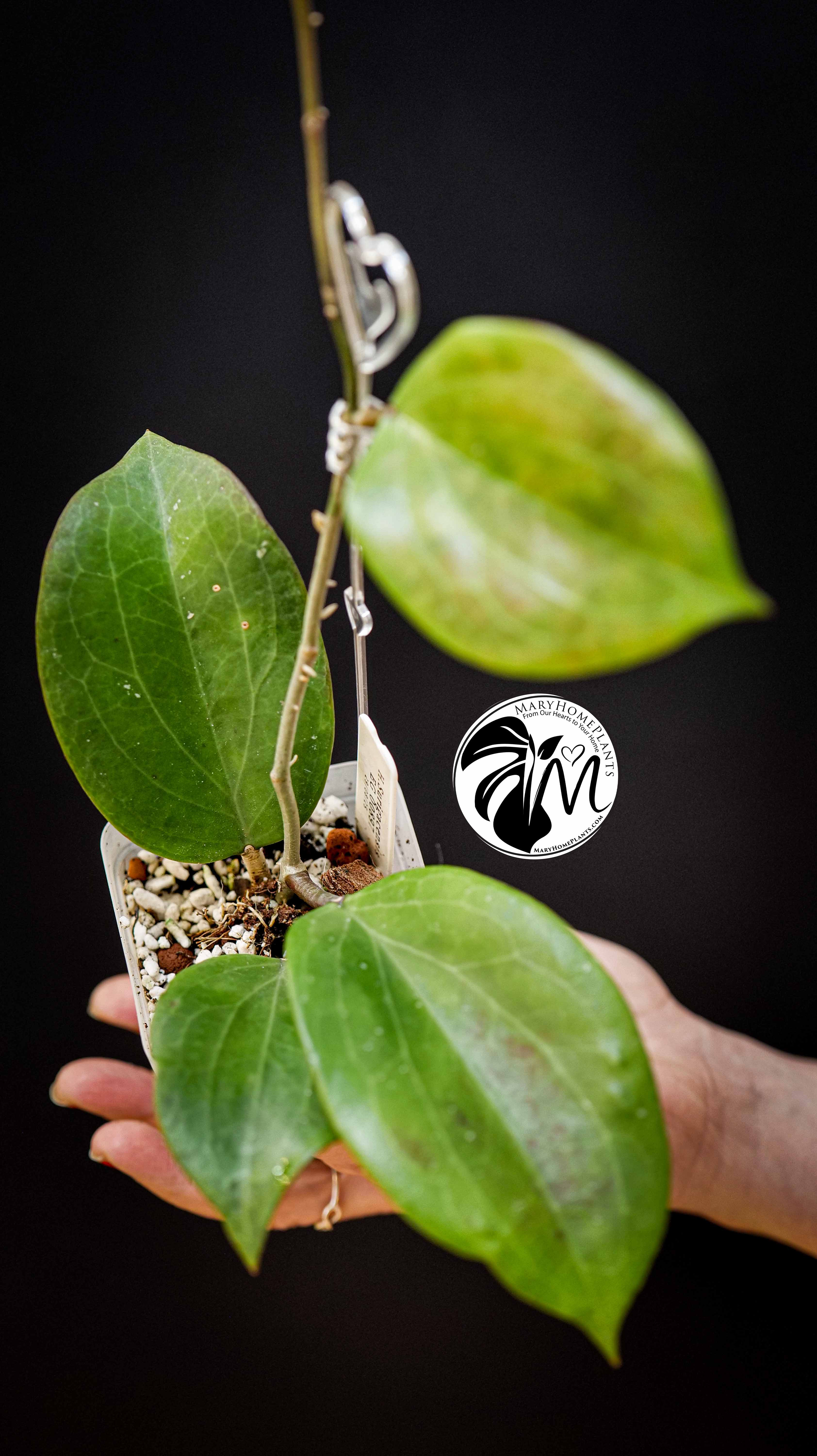 Hoya surigaoensis EG 00897