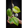 Hoya surigaoensis EG 00897