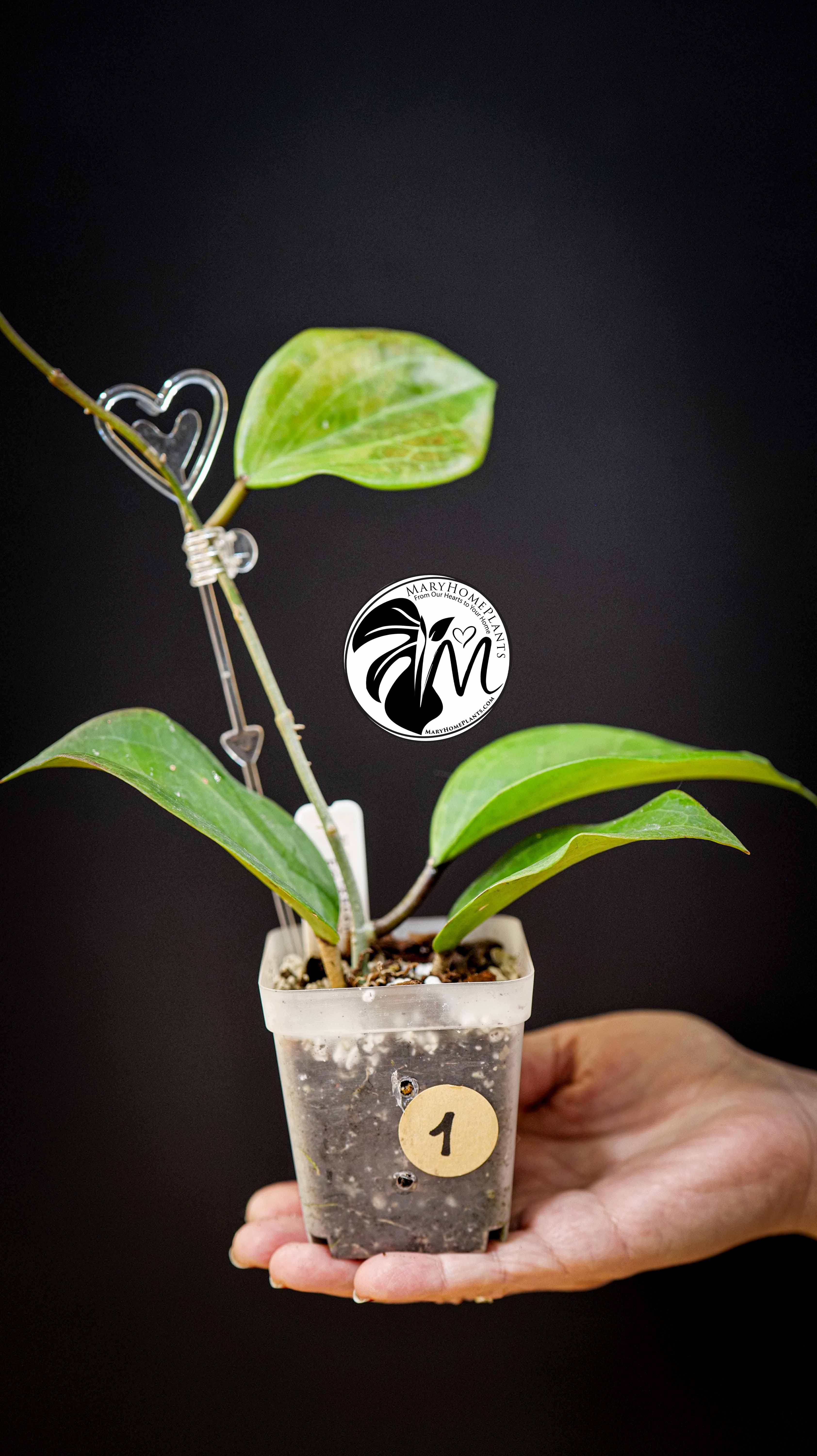 Hoya surigaoensis EG 00897