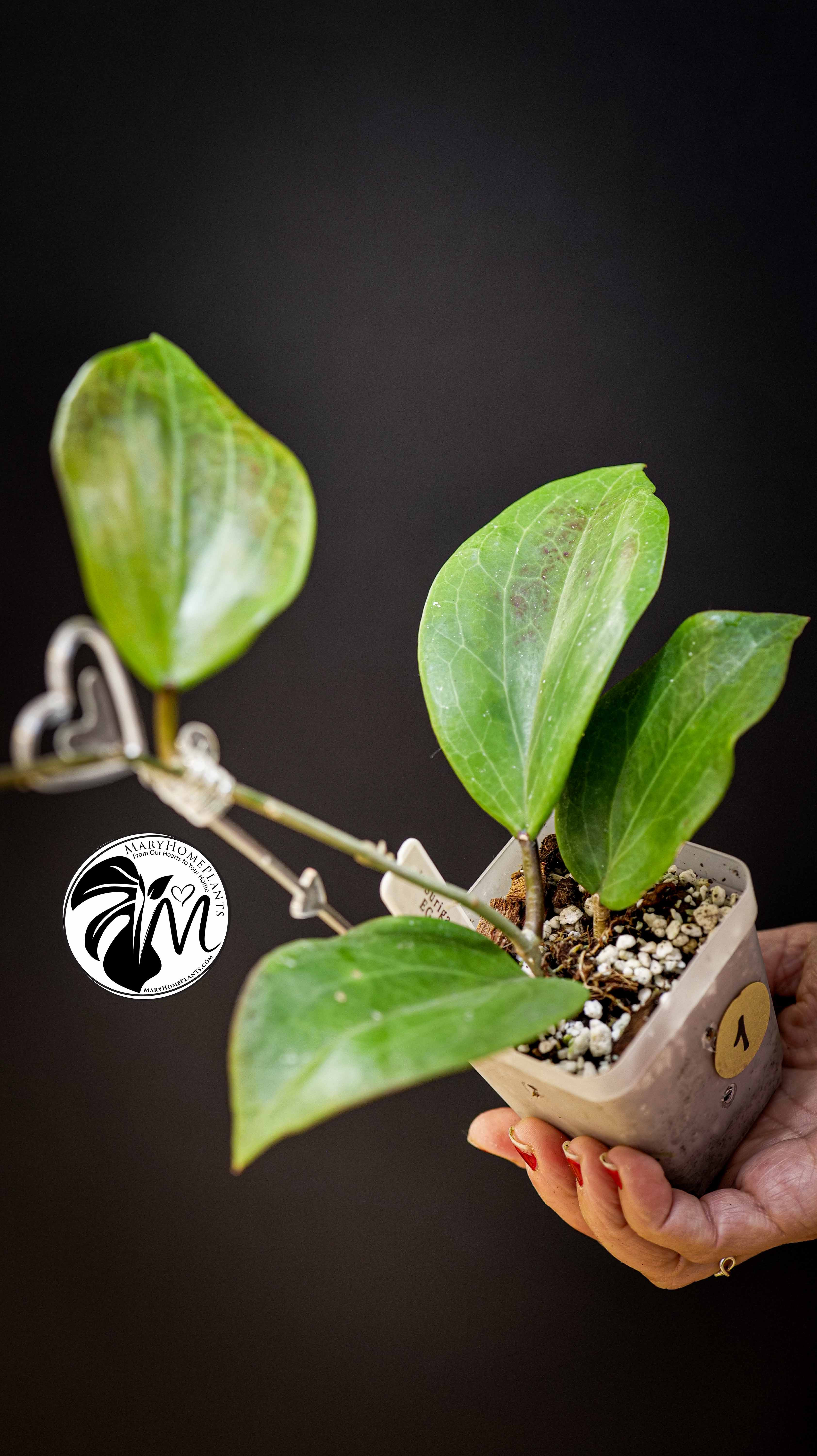 Hoya surigaoensis EG 00897