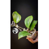 Hoya surigaoensis EG 00897
