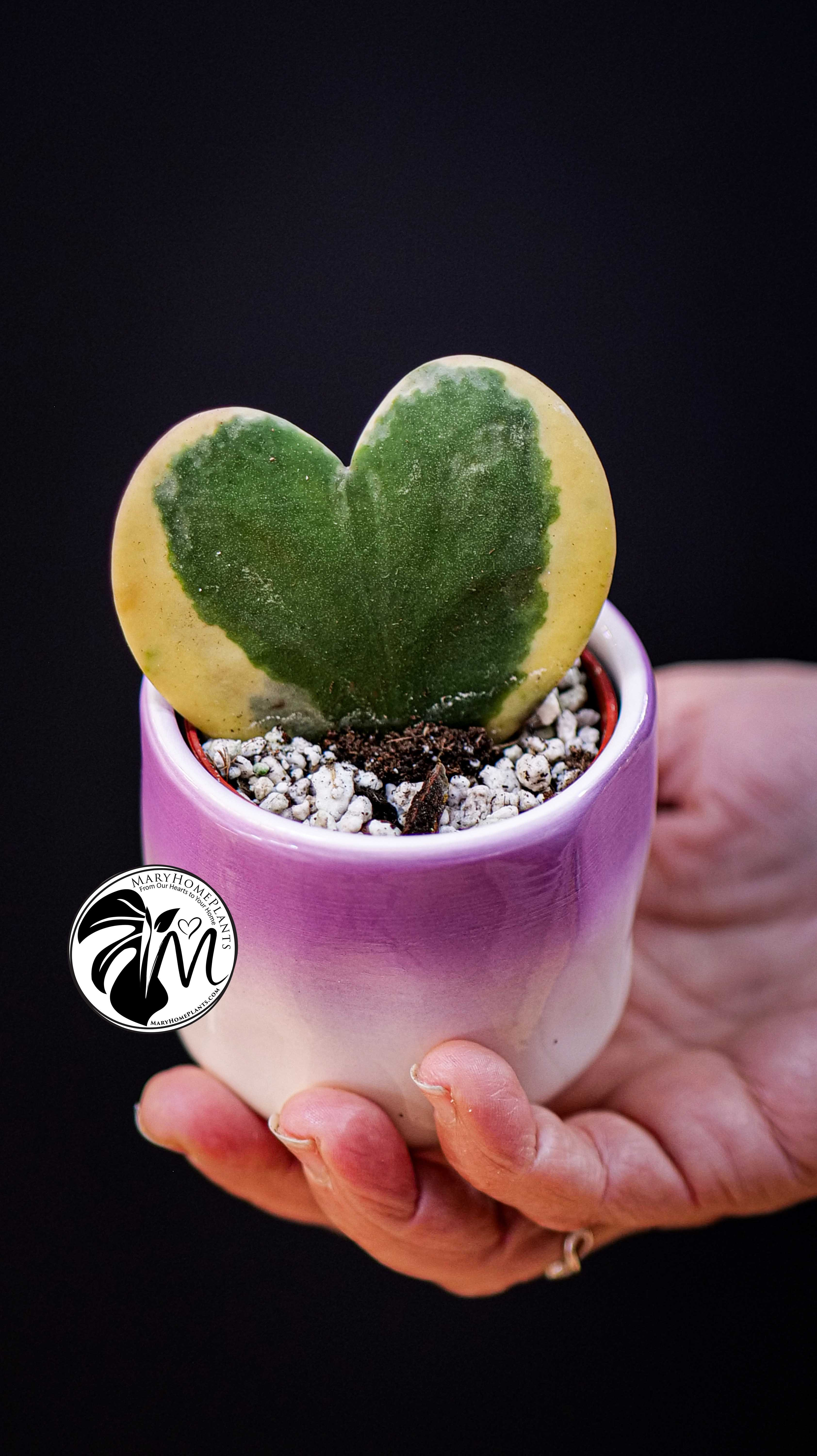 Hoya Kerrii Variegated