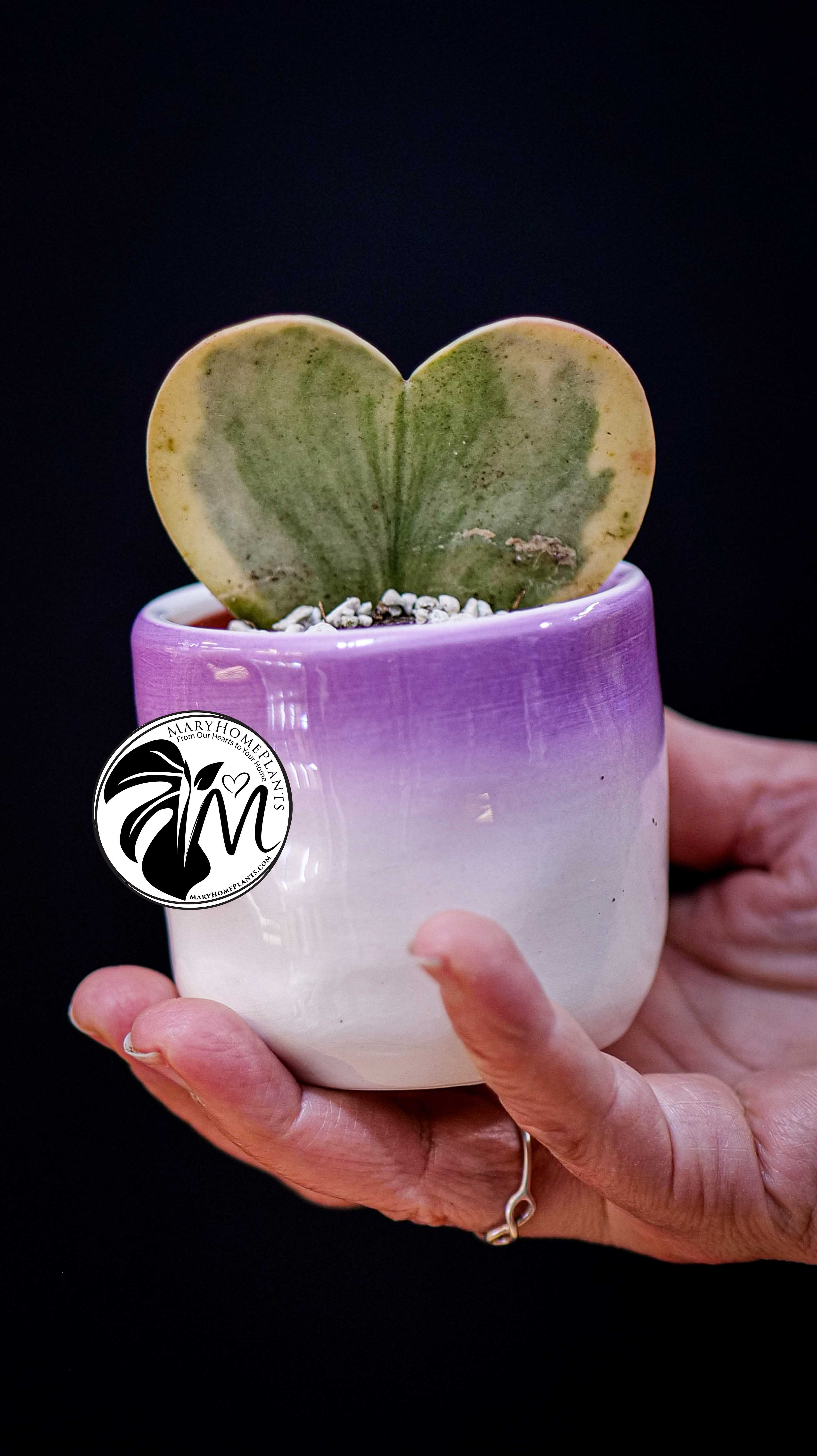 Hoya Kerrii Variegated