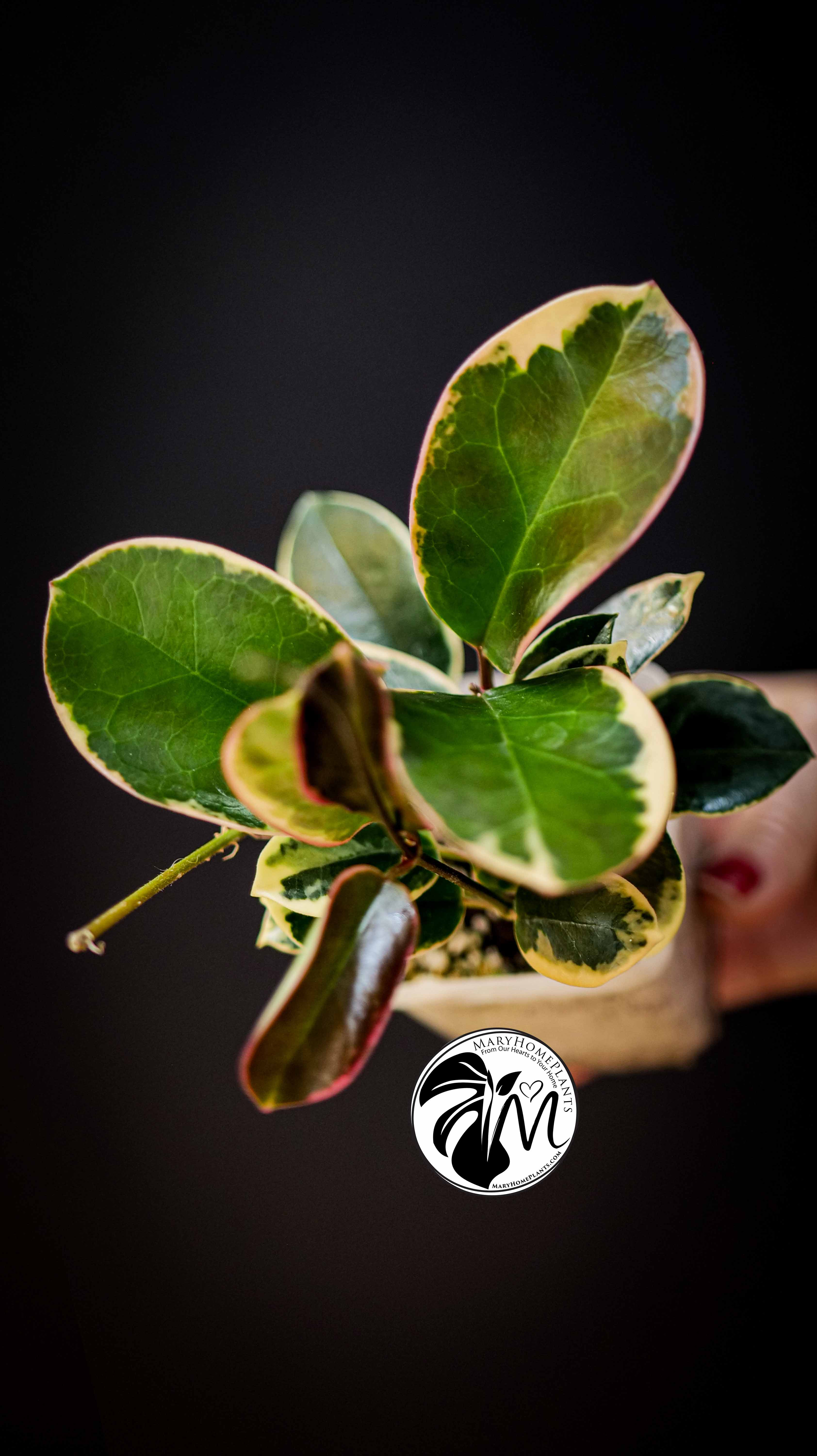 Hoya Australis Blondie