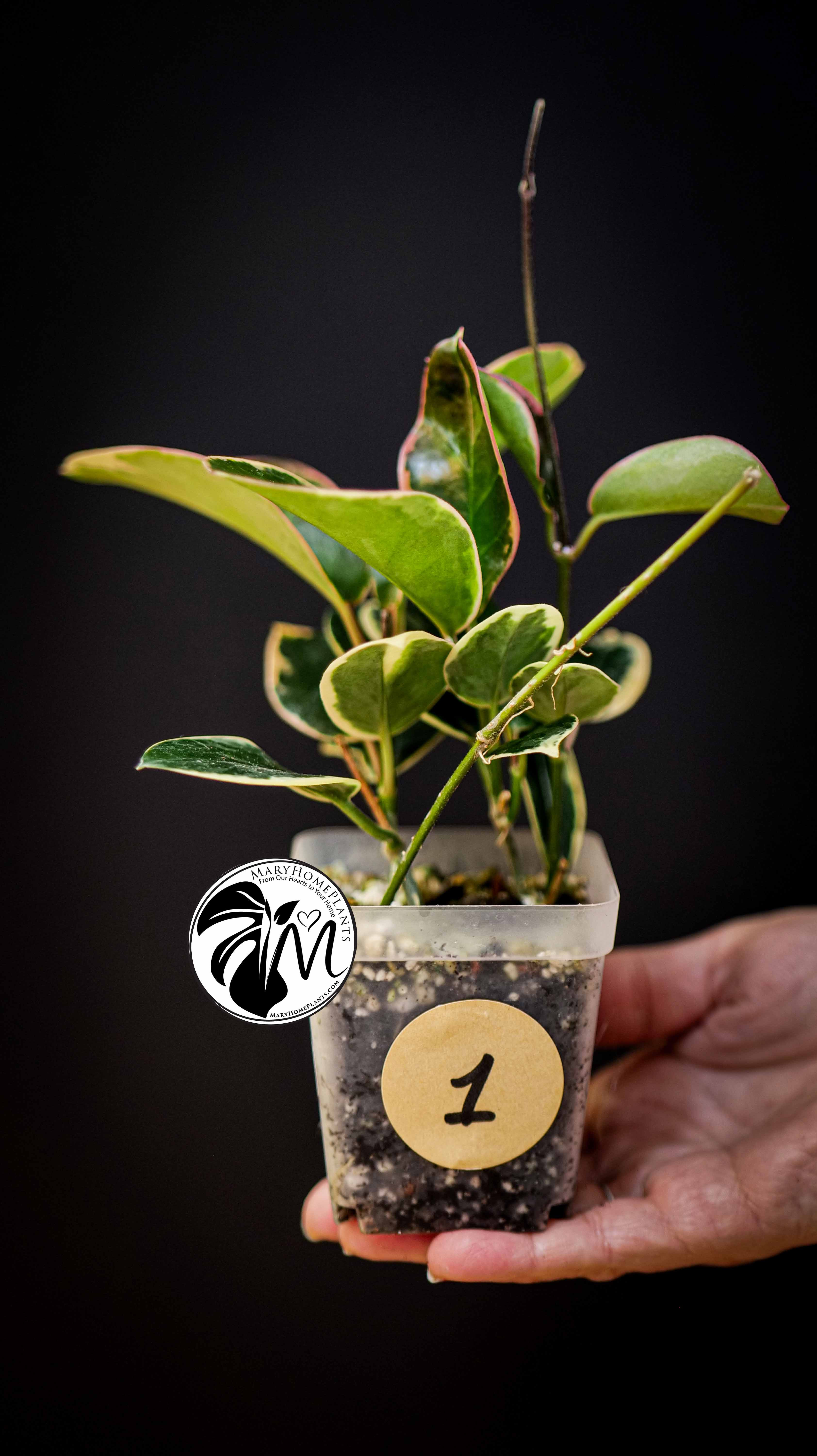 Hoya Australis Blondie