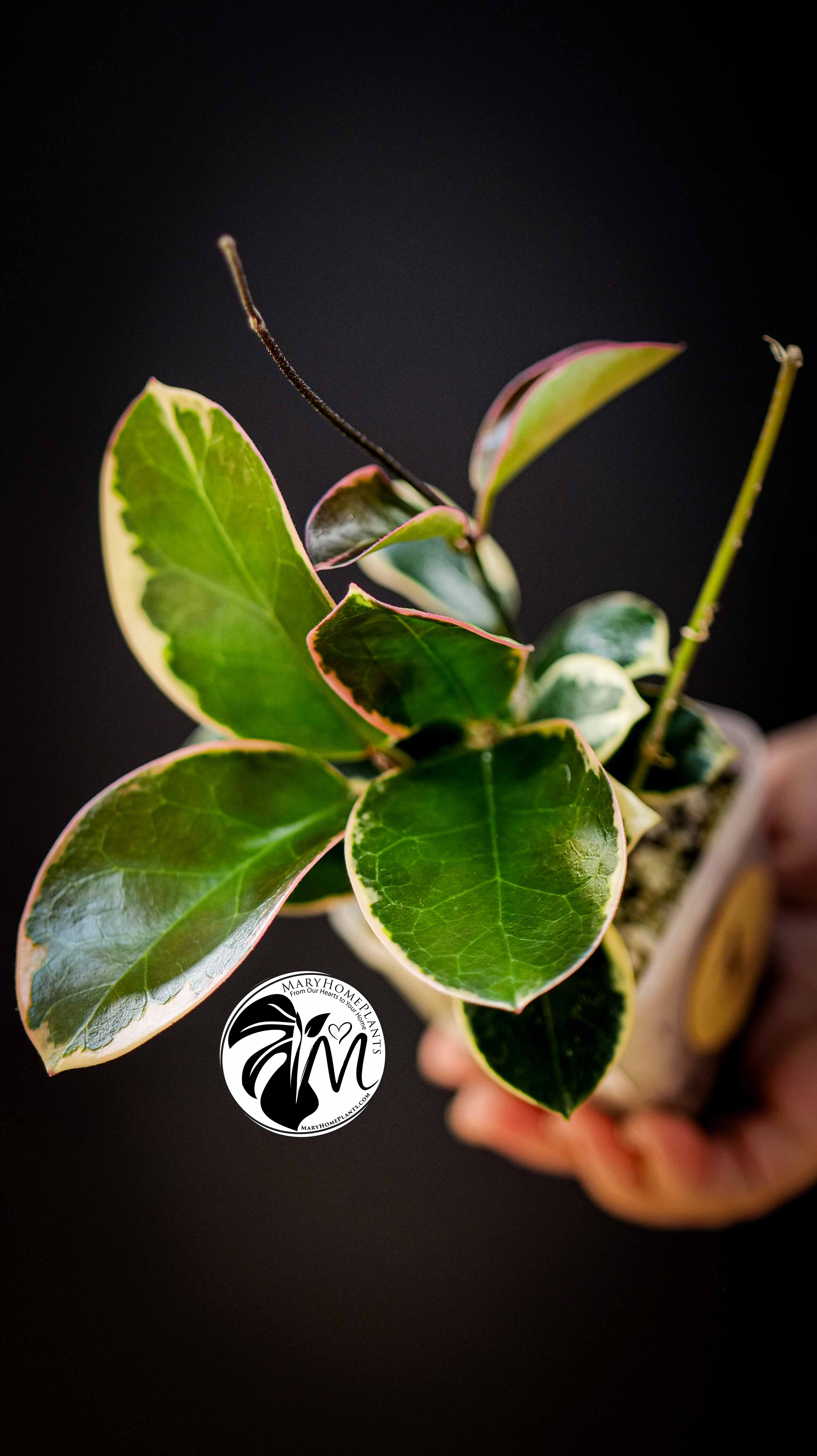 Hoya Australis Blondie