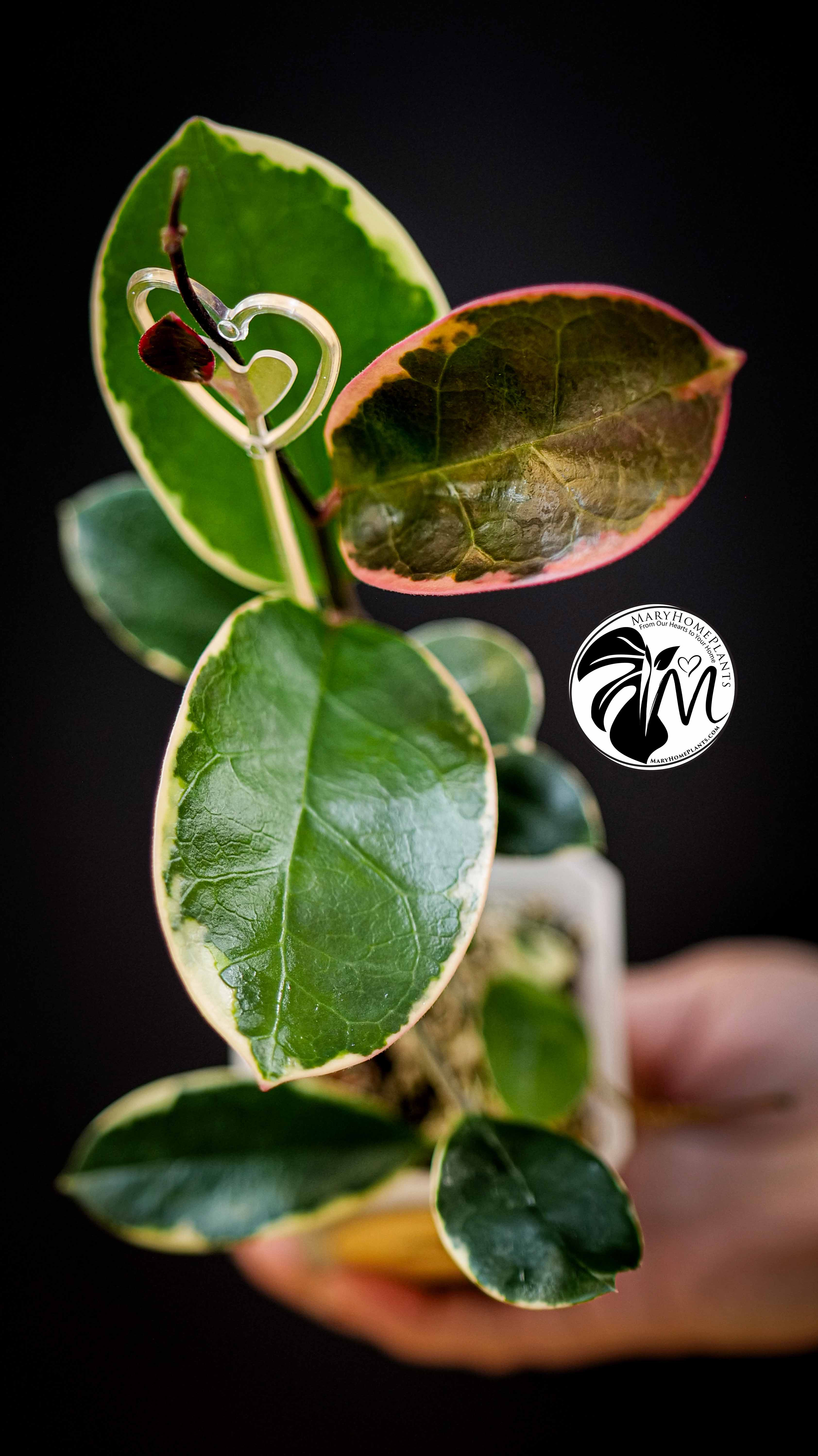 Hoya Australis Blondie