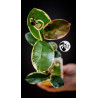Hoya Australis Blondie