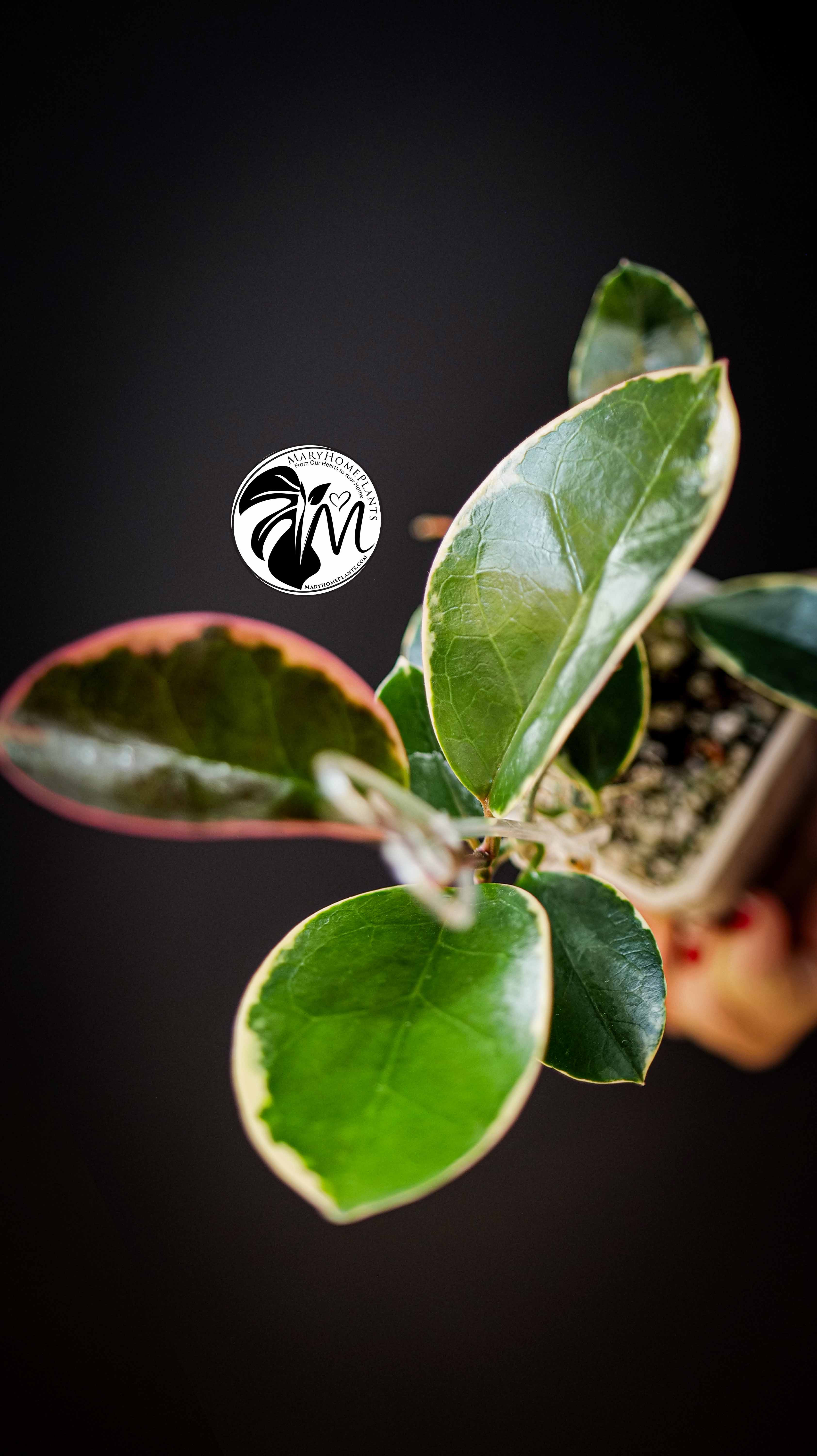Hoya Australis Blondie