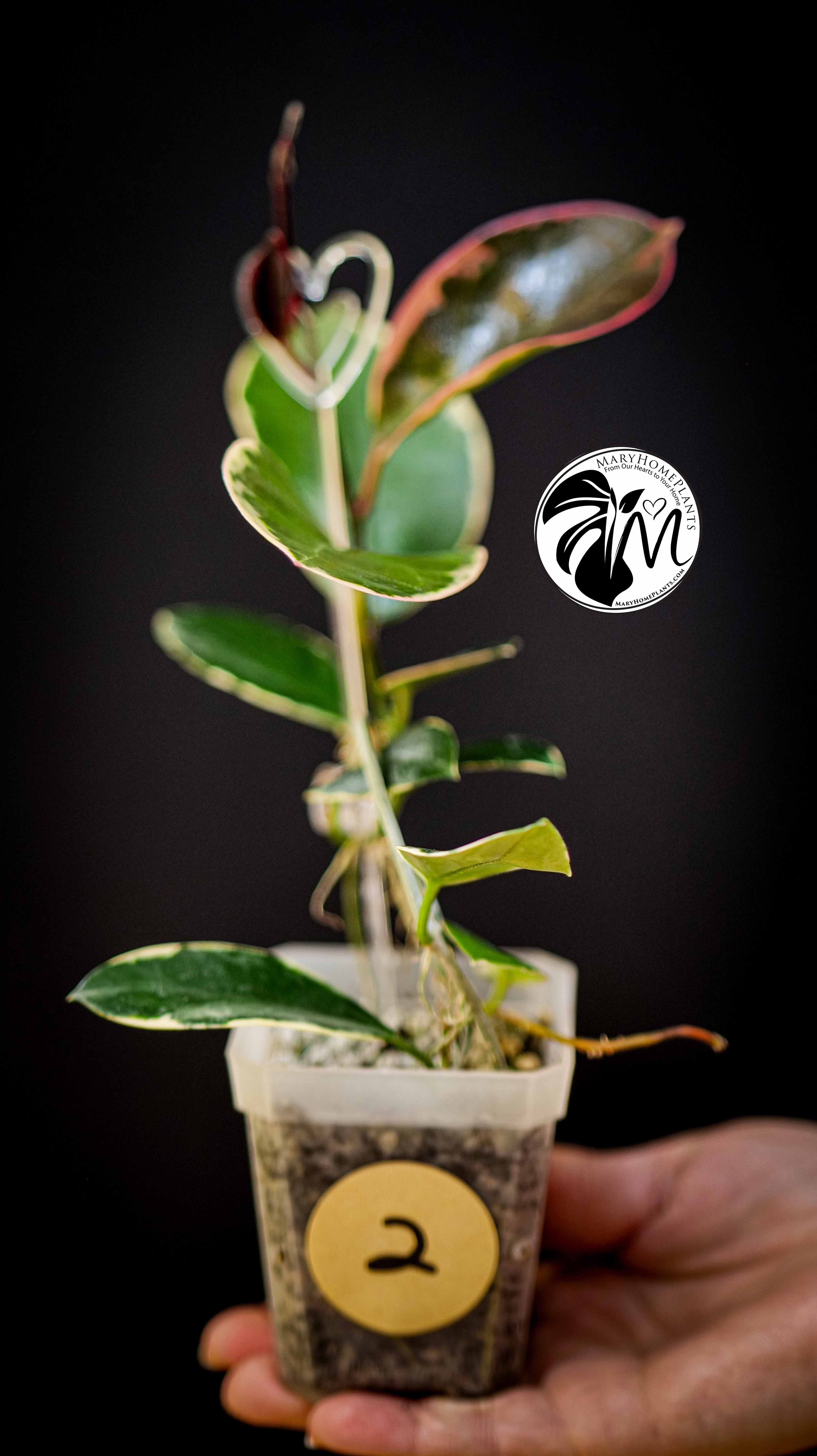 Hoya Australis Blondie