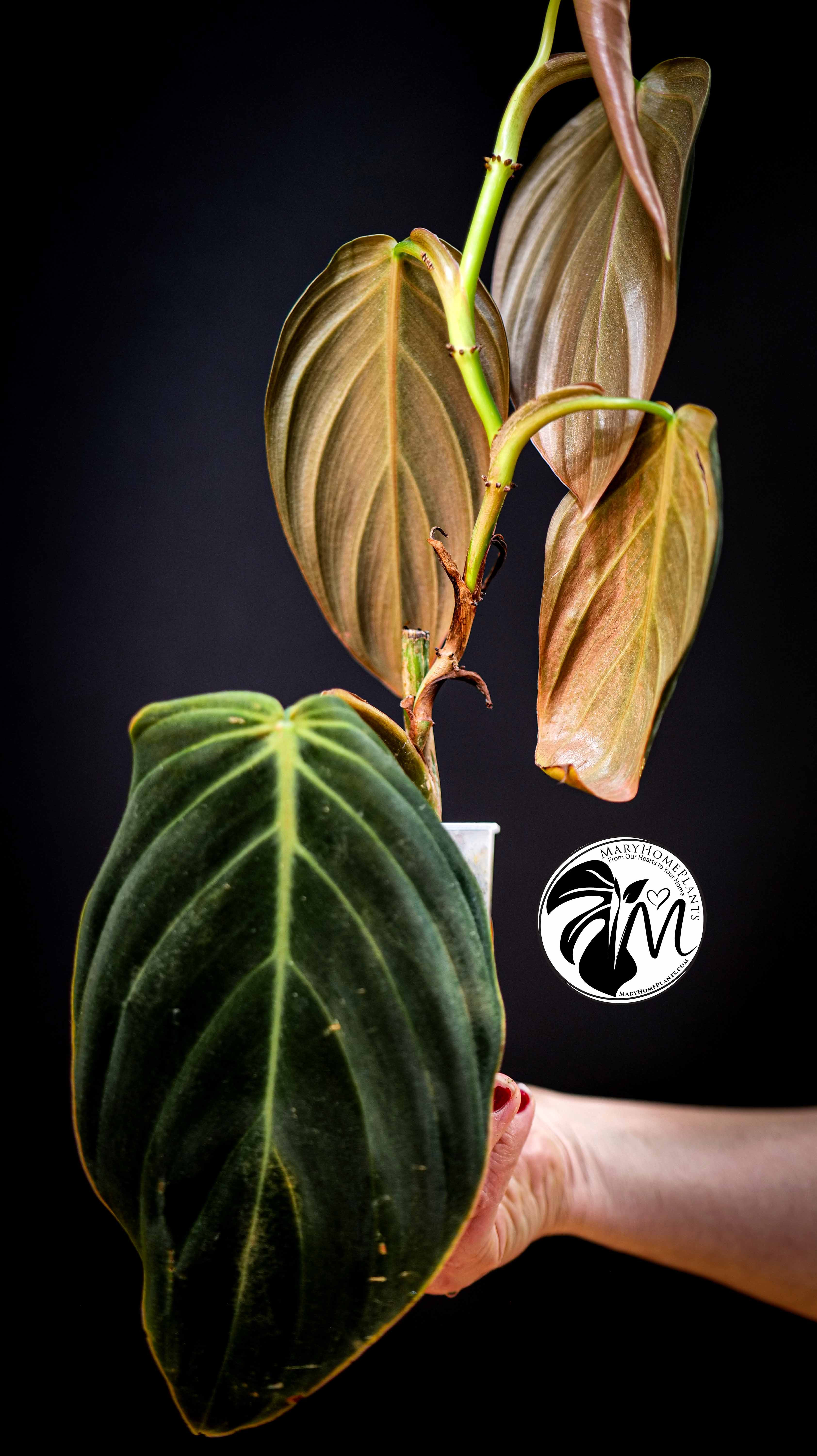Philodendron Gigas