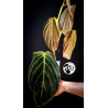 Philodendron Gigas