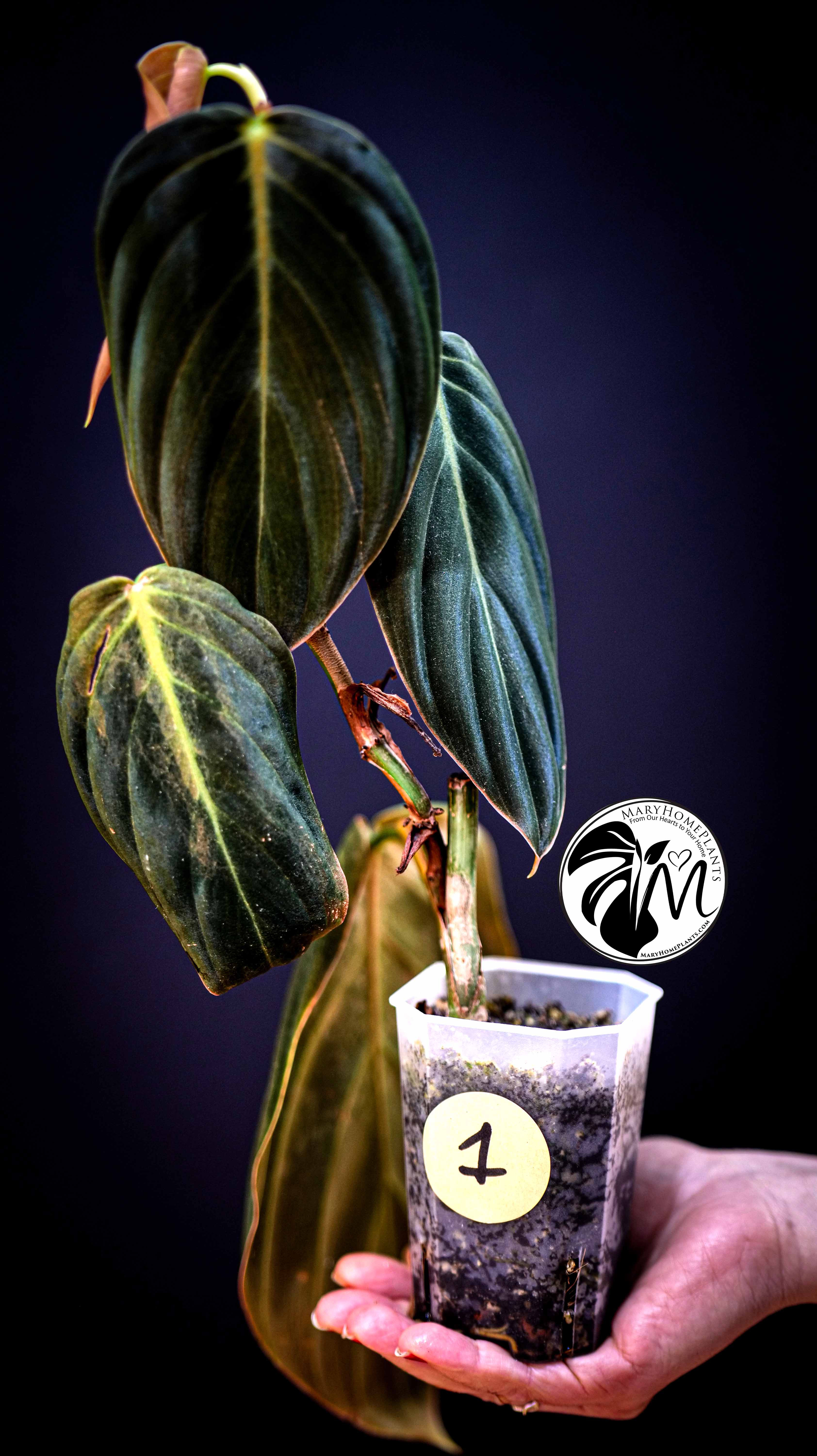 Philodendron Gigas