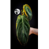 Philodendron Gigas