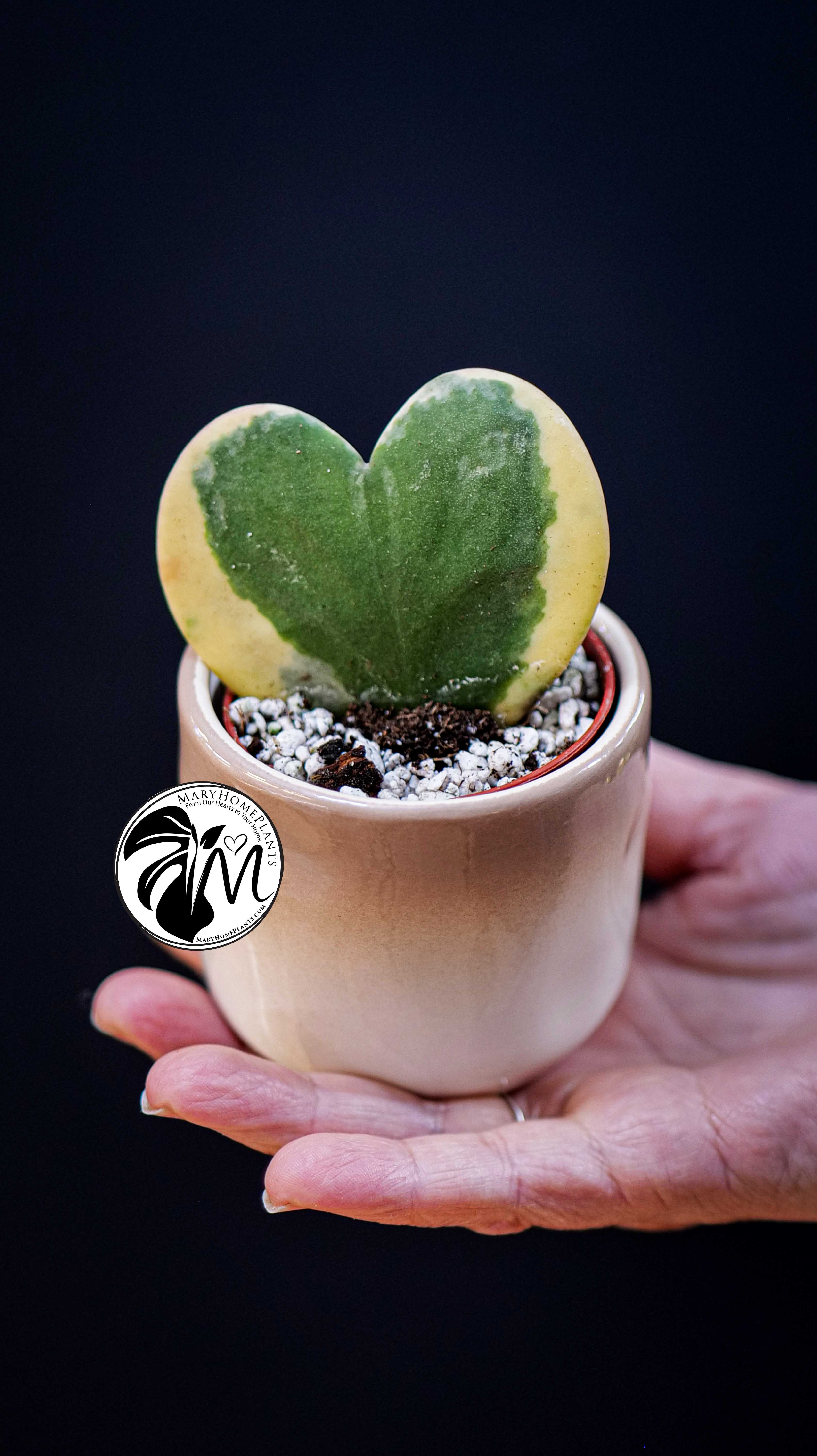 Hoya Kerrii Variegated