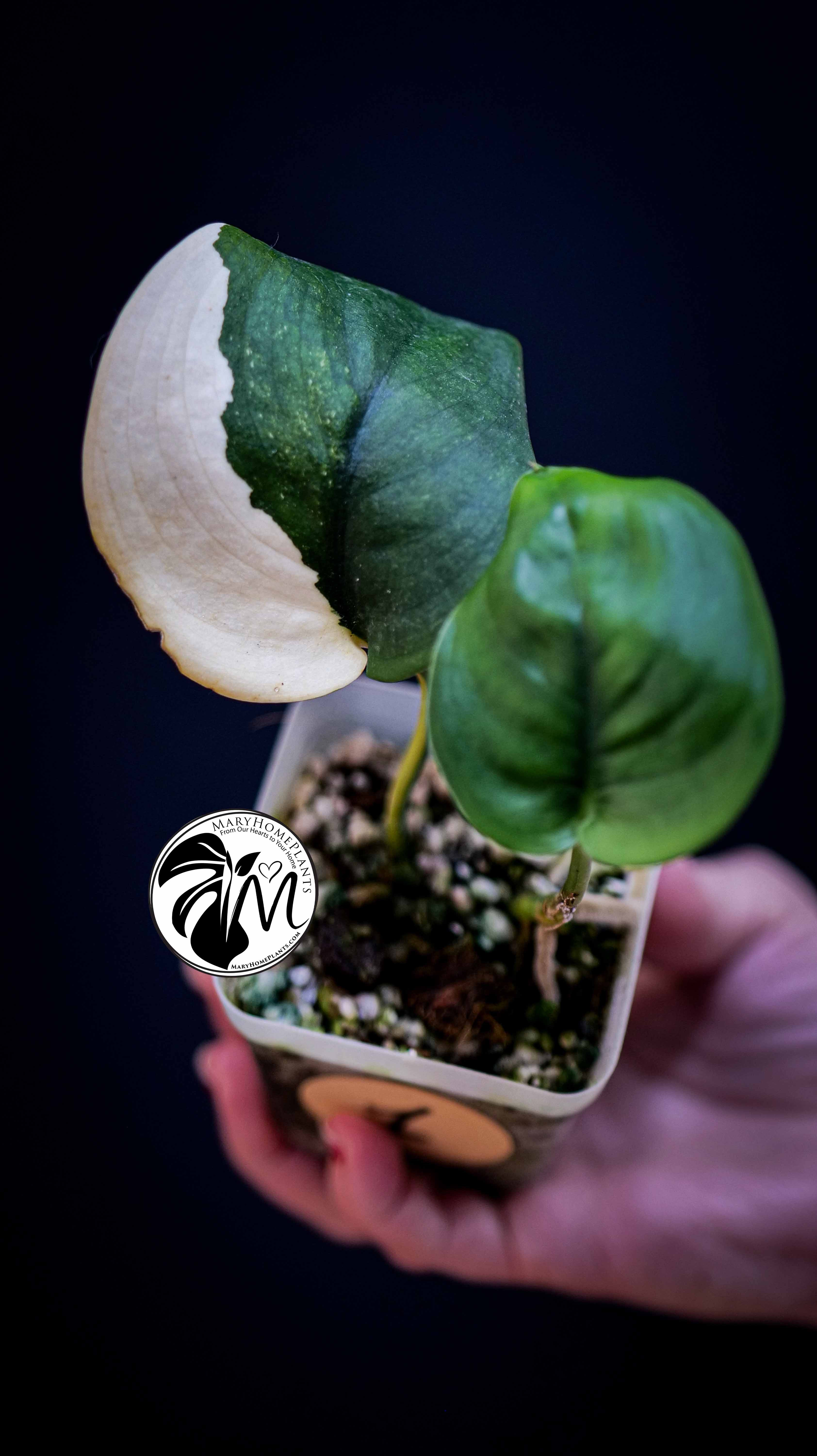 Scindapsus Jade Satin Aurea