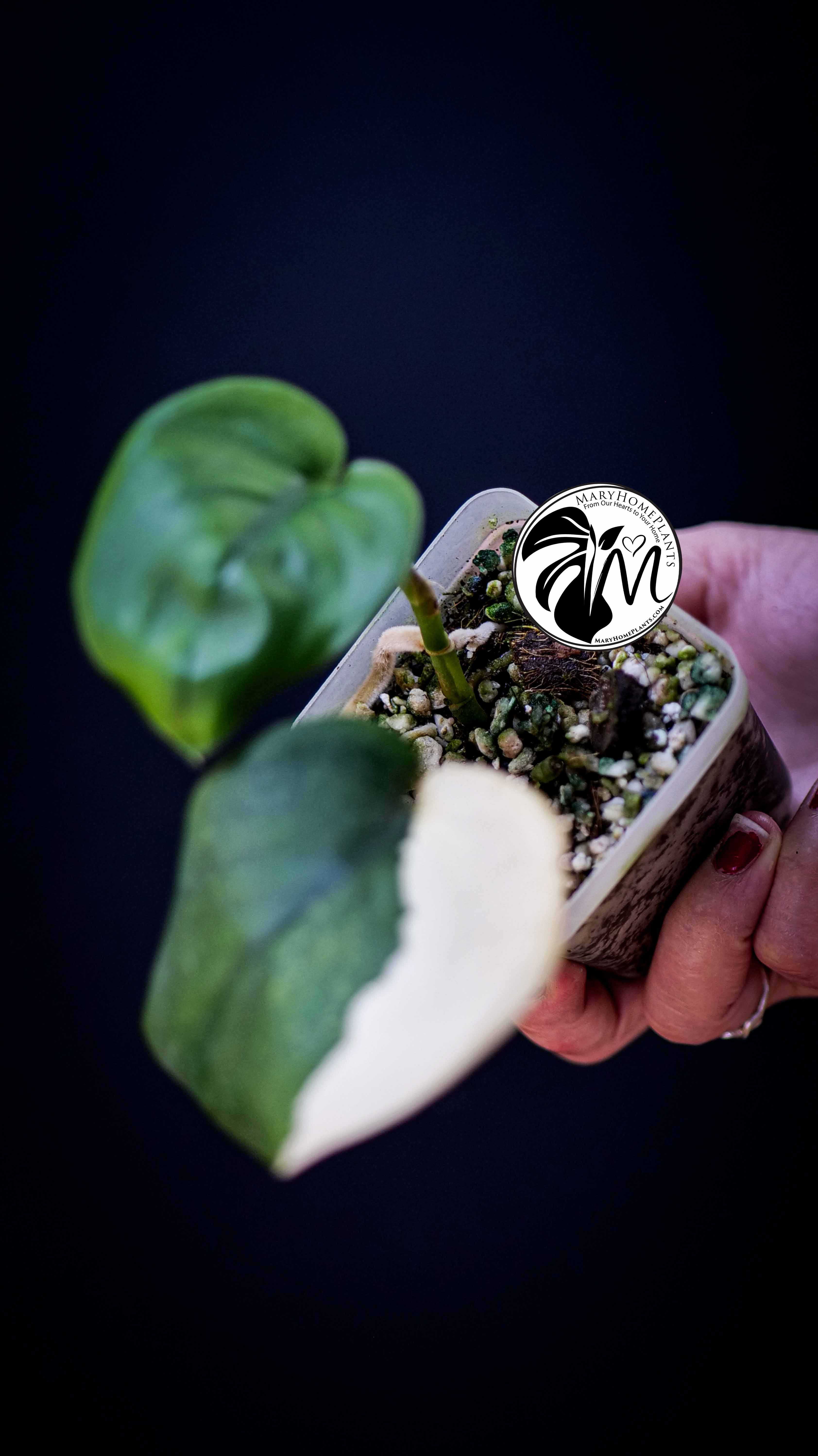 Scindapsus Jade Satin Aurea