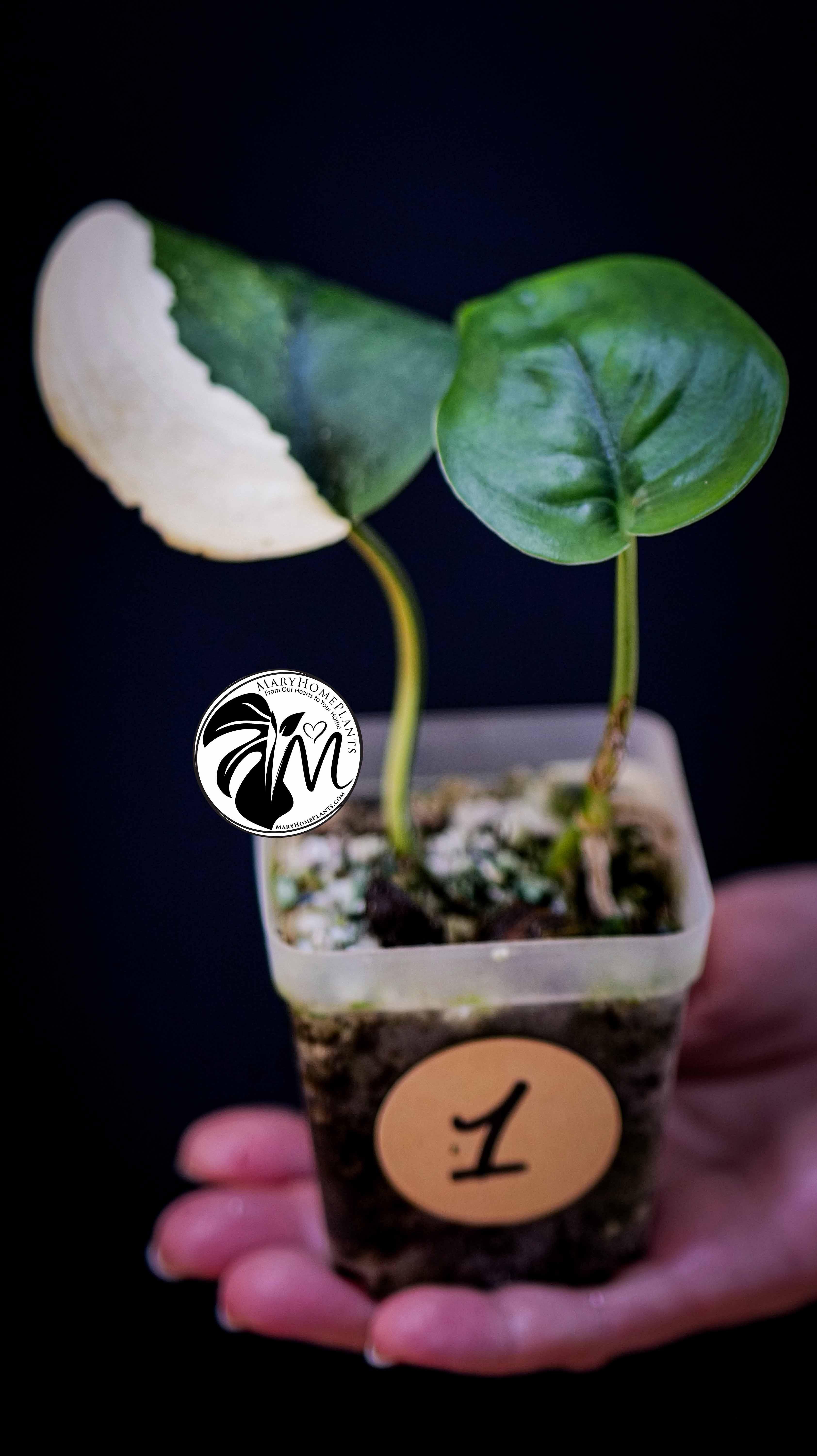 Scindapsus Jade Satin Aurea