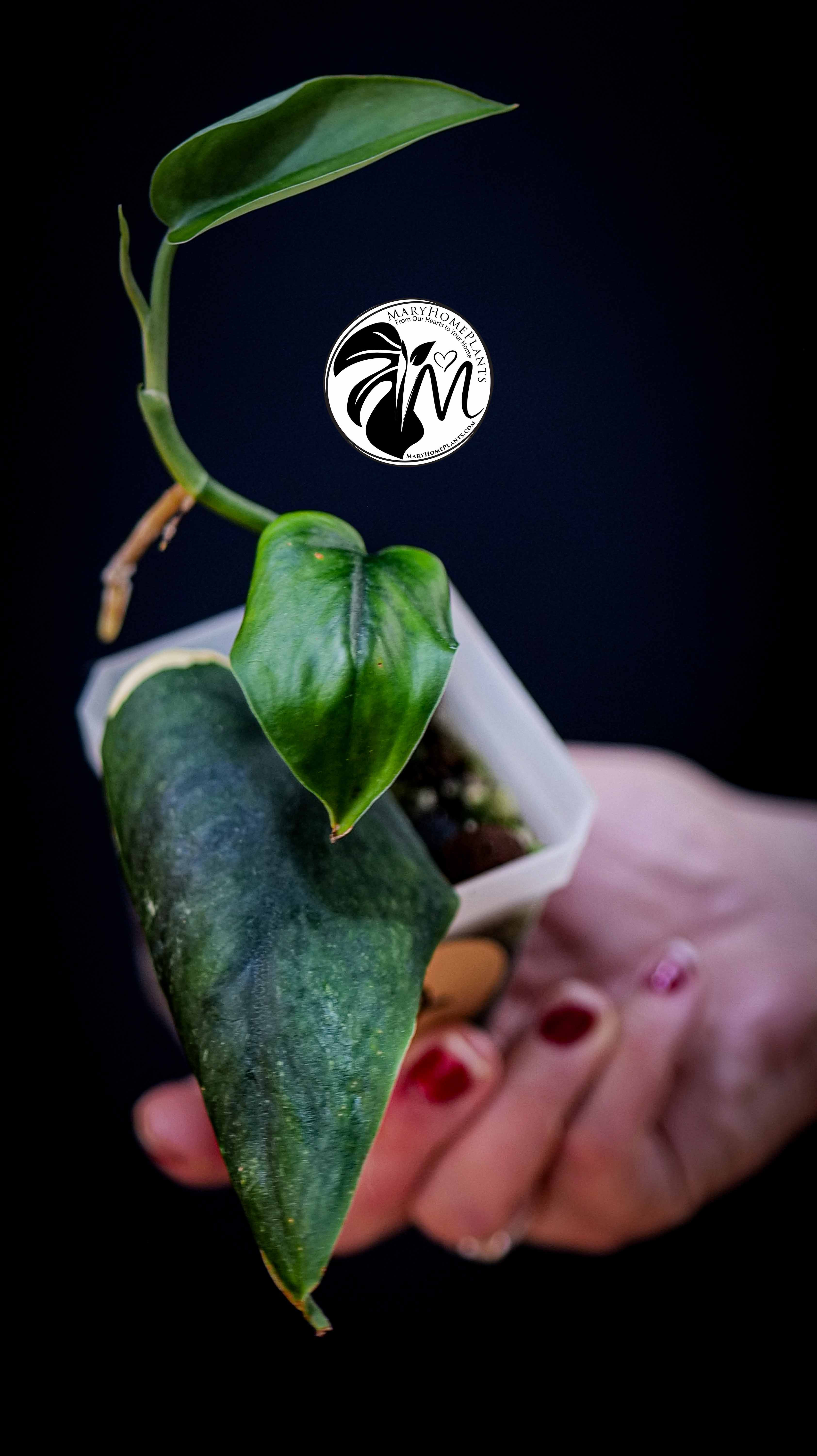 Scindapsus Jade Satin Aurea