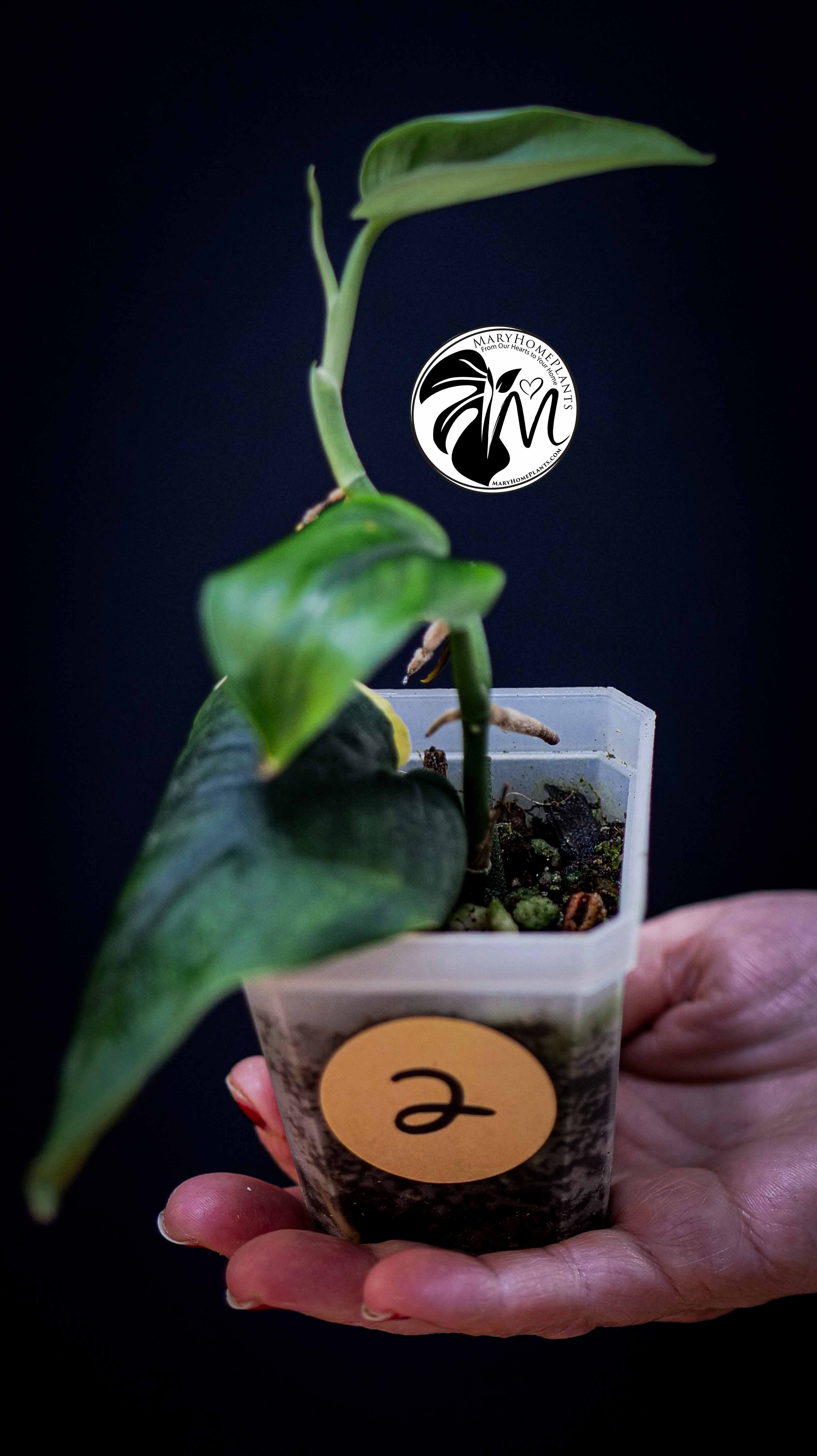 Scindapsus Jade Satin Aurea