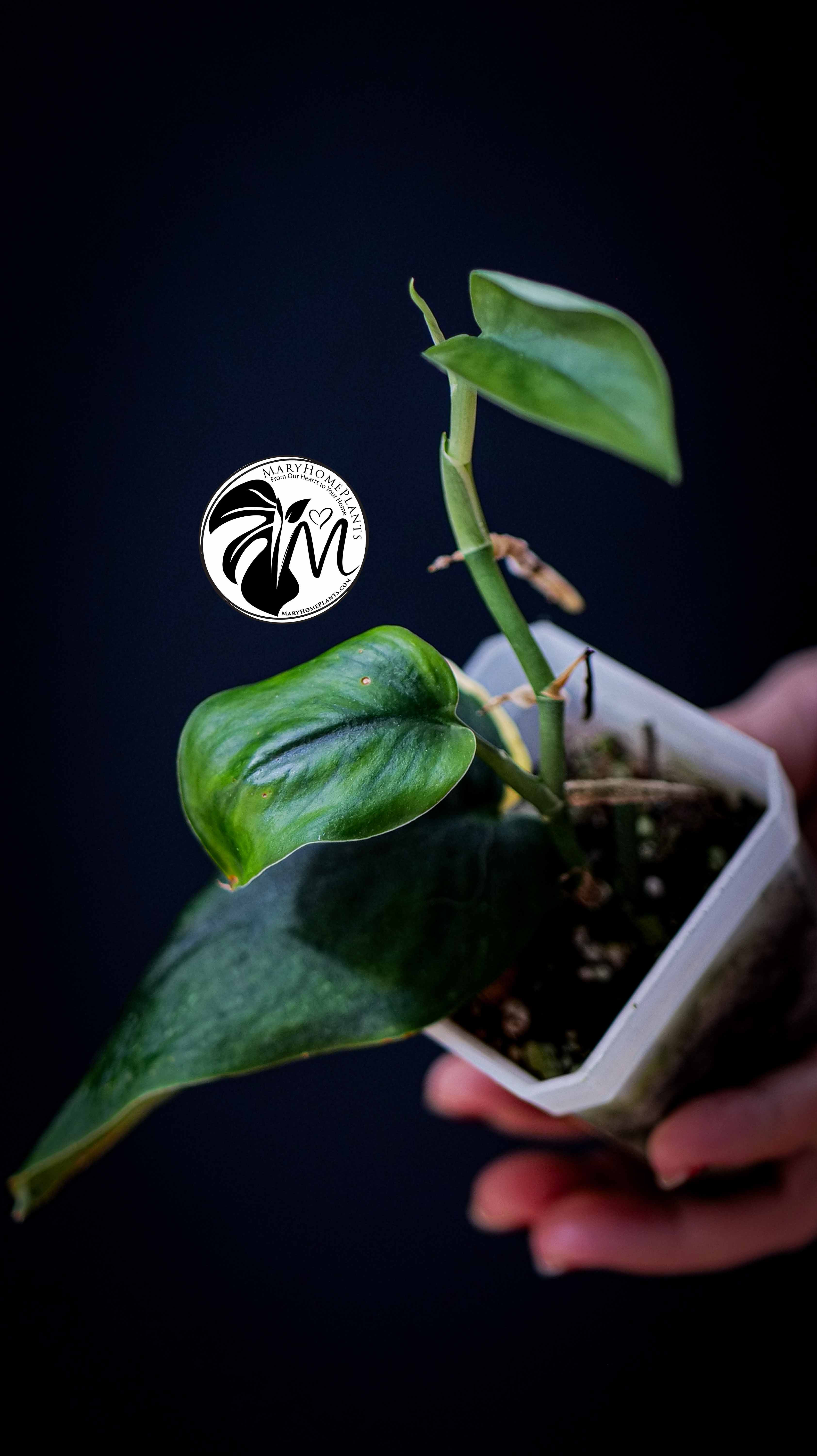 Scindapsus Jade Satin Aurea