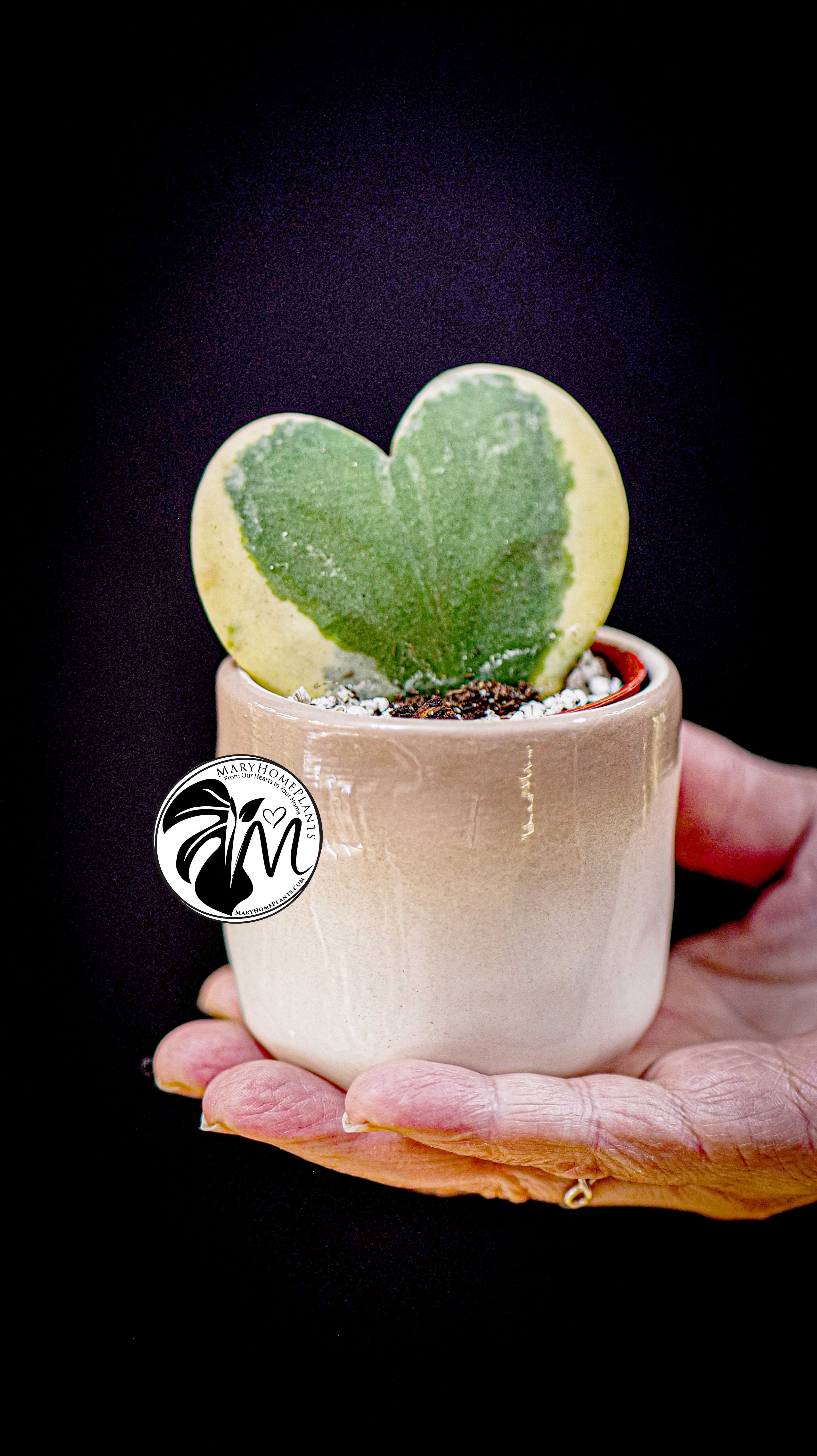 Hoya Kerrii Variegated