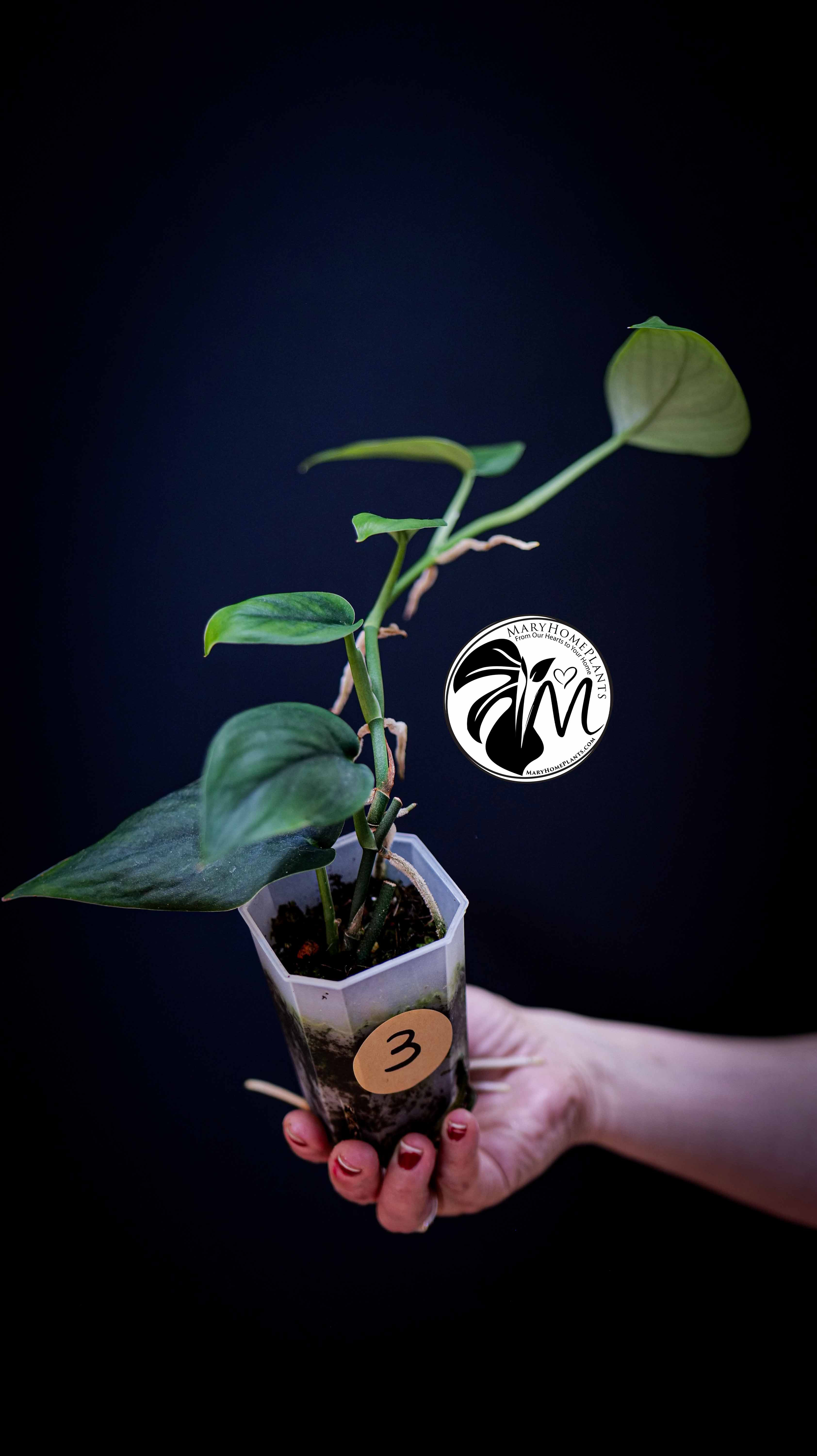 Scindapsus Jade Satin Aurea