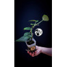 Scindapsus Jade Satin Aurea