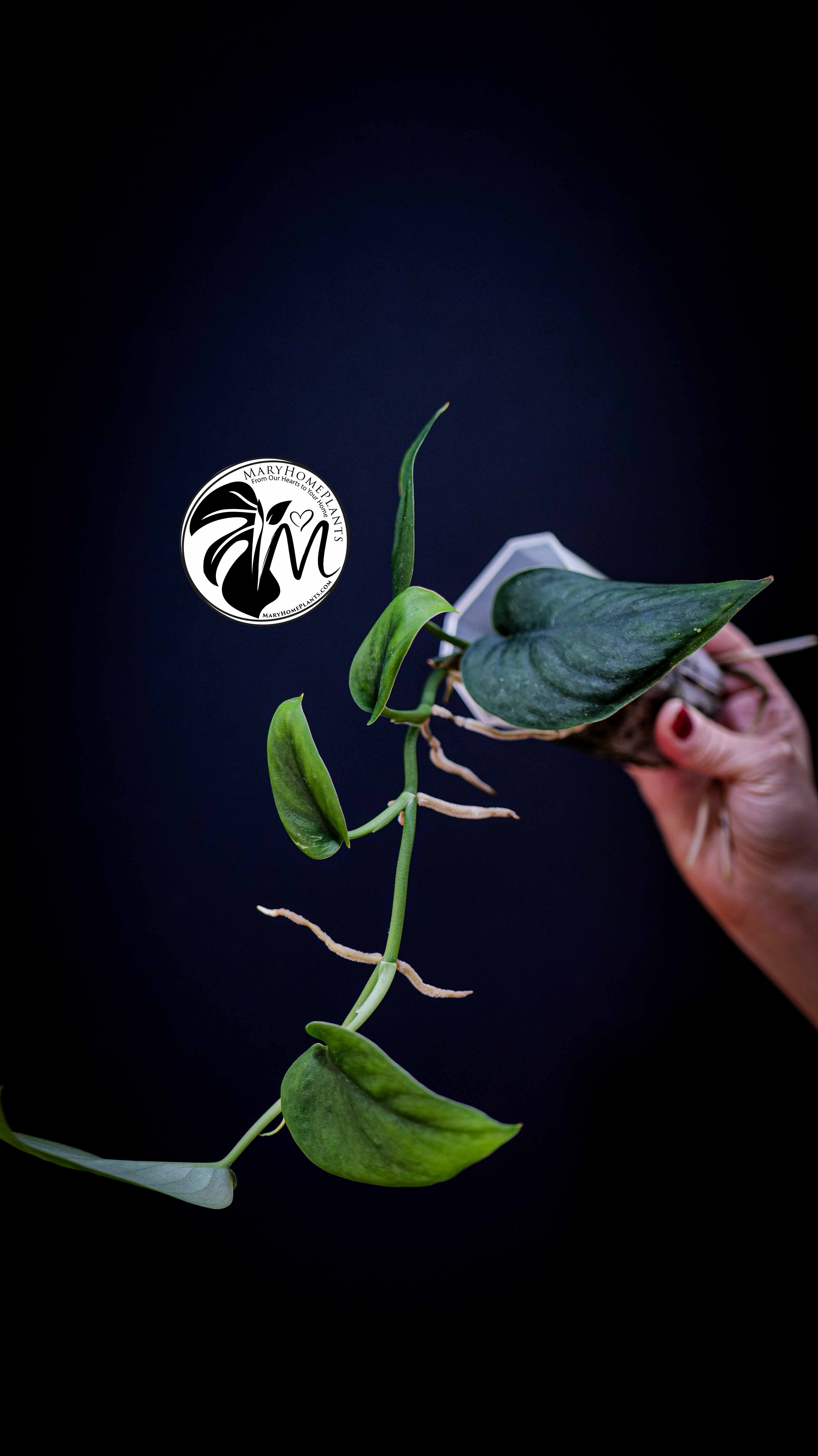 Scindapsus Jade Satin Aurea