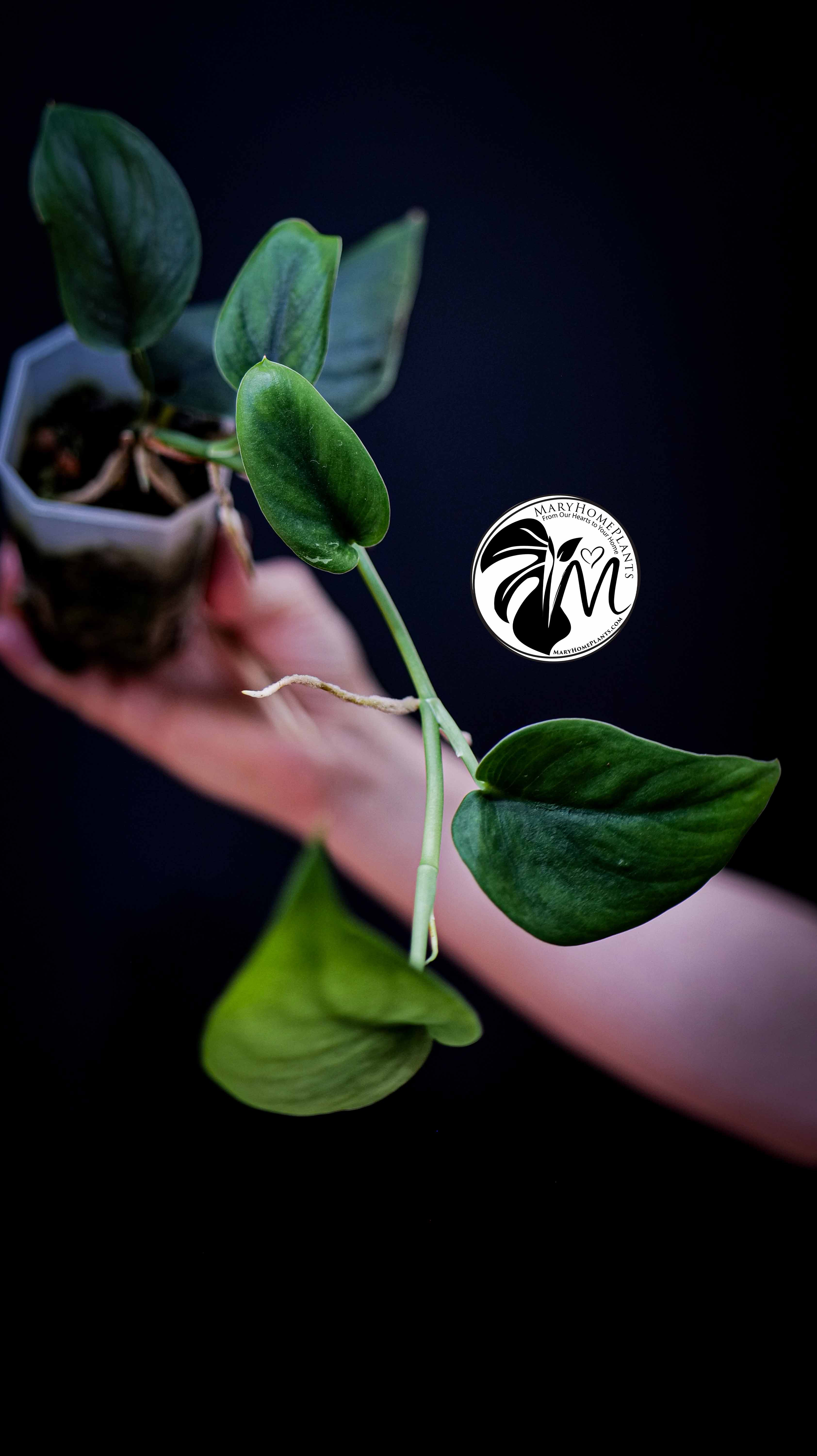 Scindapsus Jade Satin Aurea