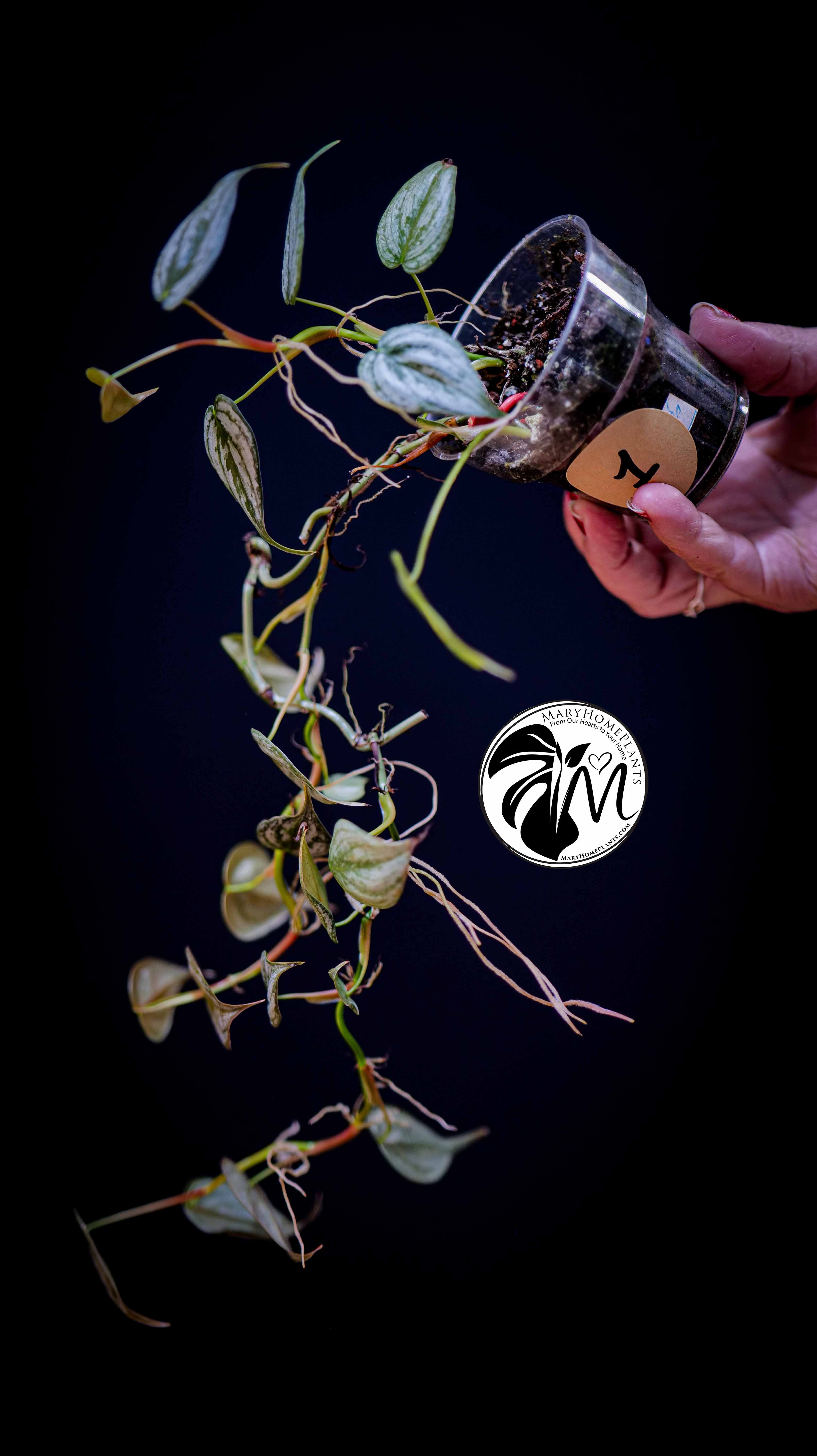 Philodendron Brandtianum