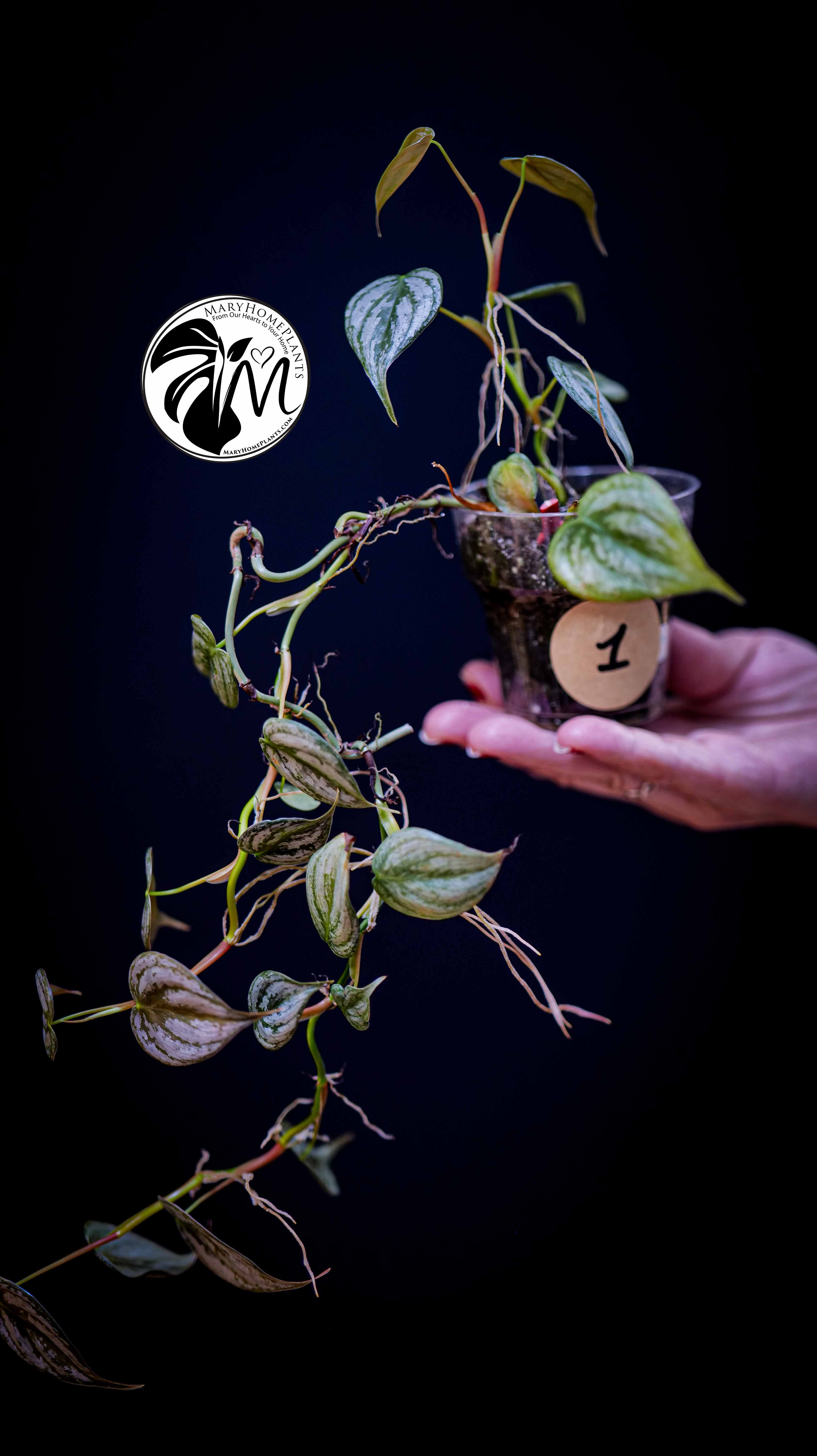 Philodendron Brandtianum