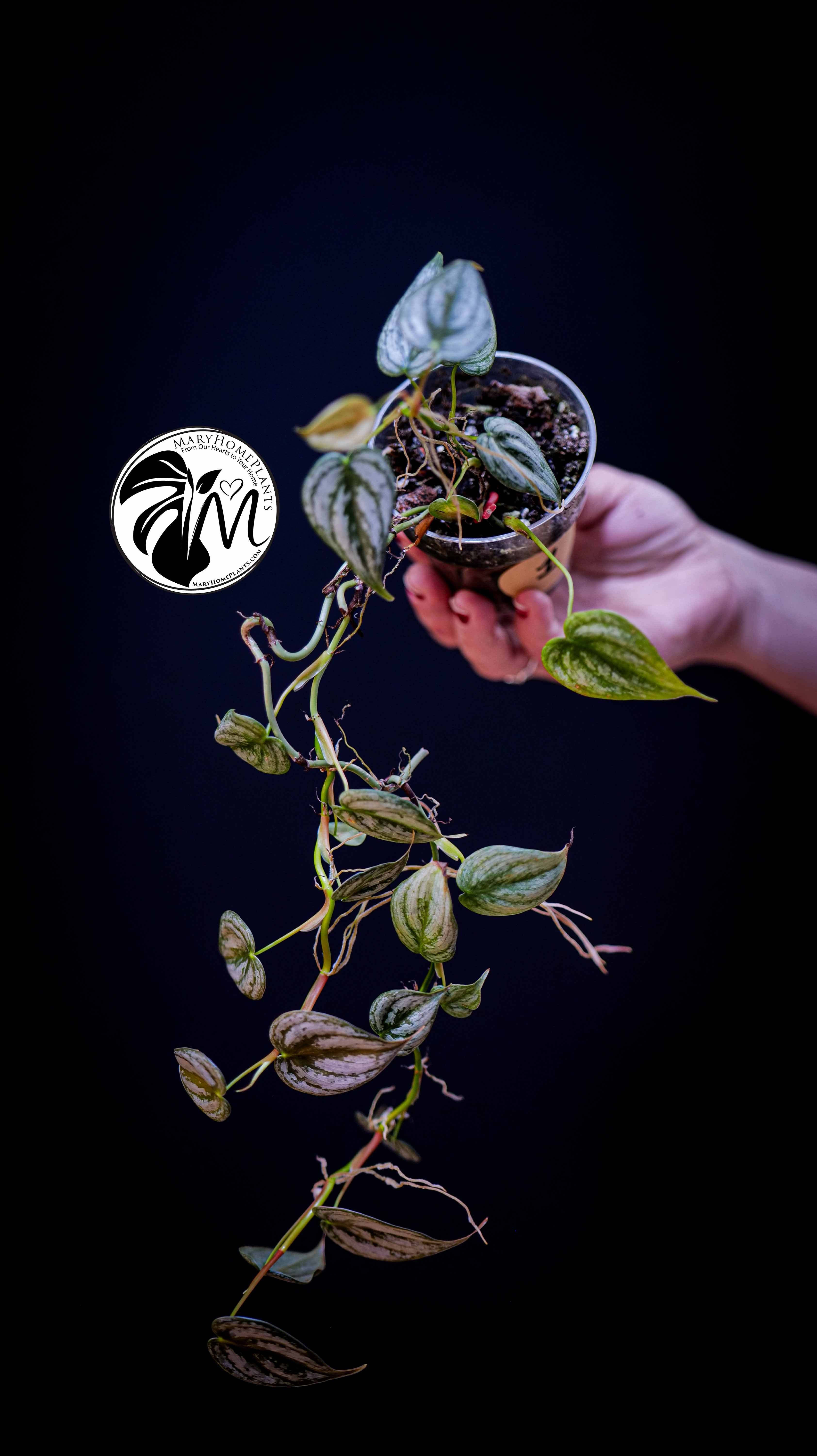 Philodendron Brandtianum