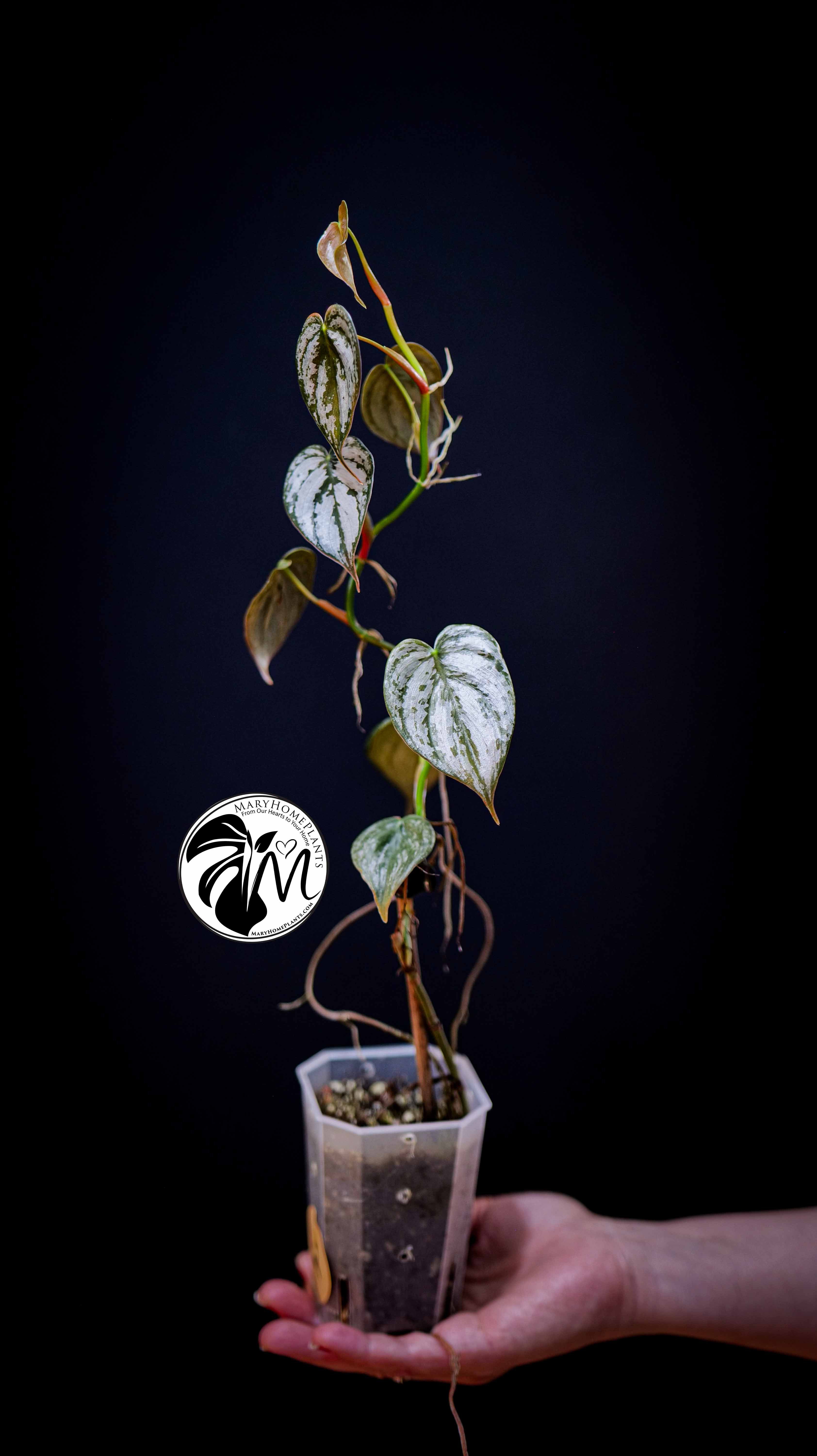 Philodendron Brandtianum