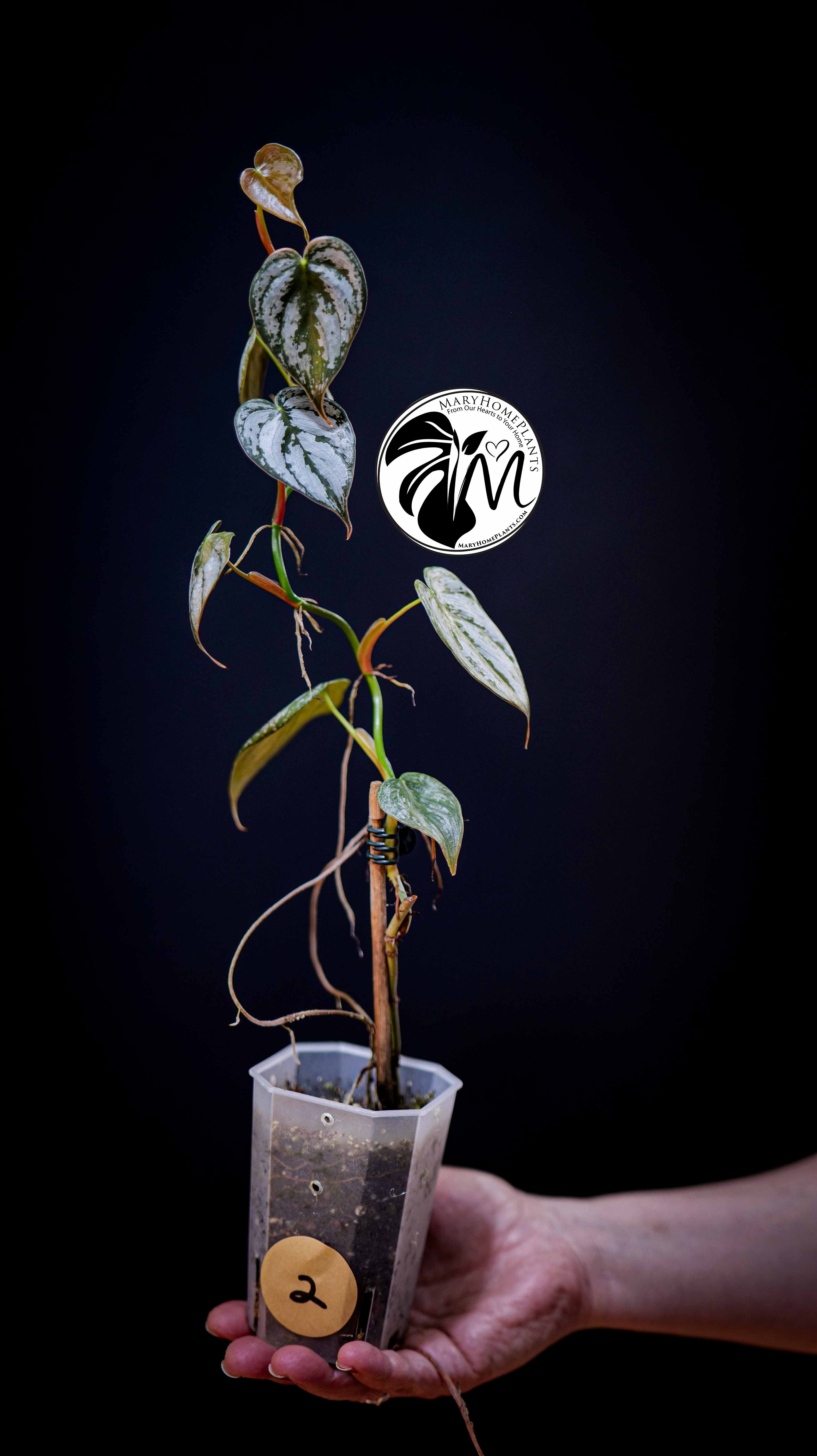 Philodendron Brandtianum