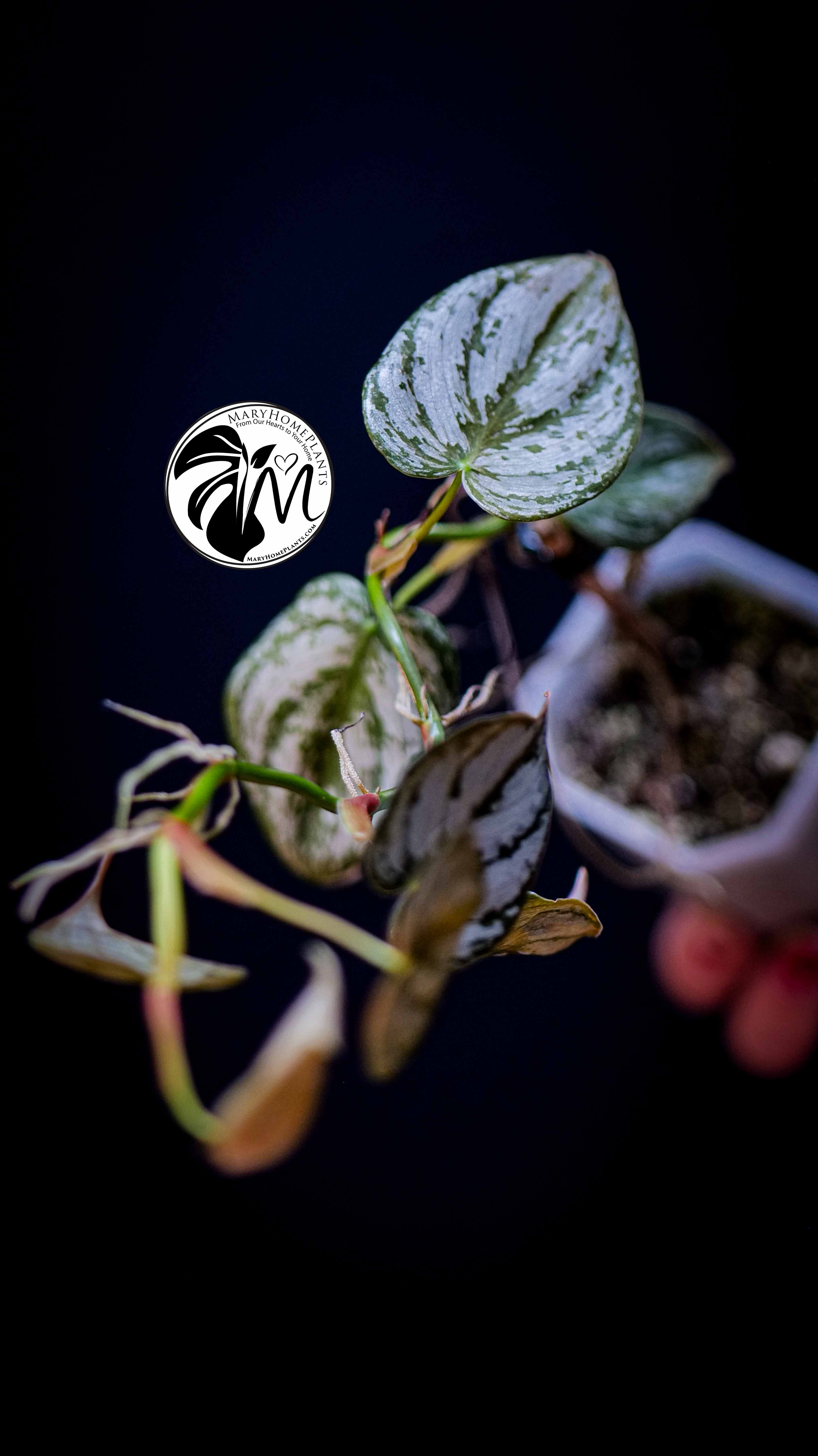 Philodendron Brandtianum