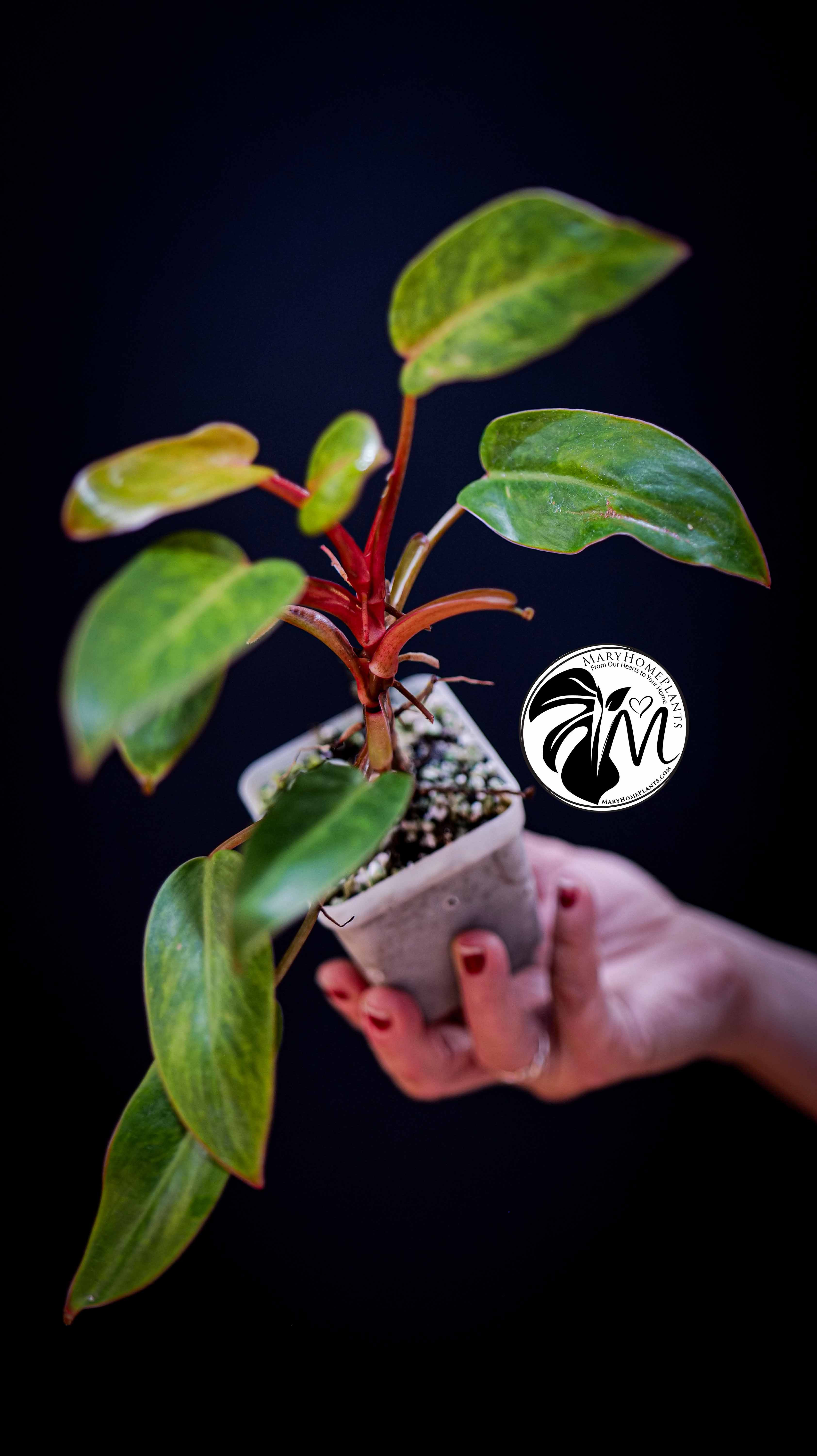 Philodendron Painted Lady