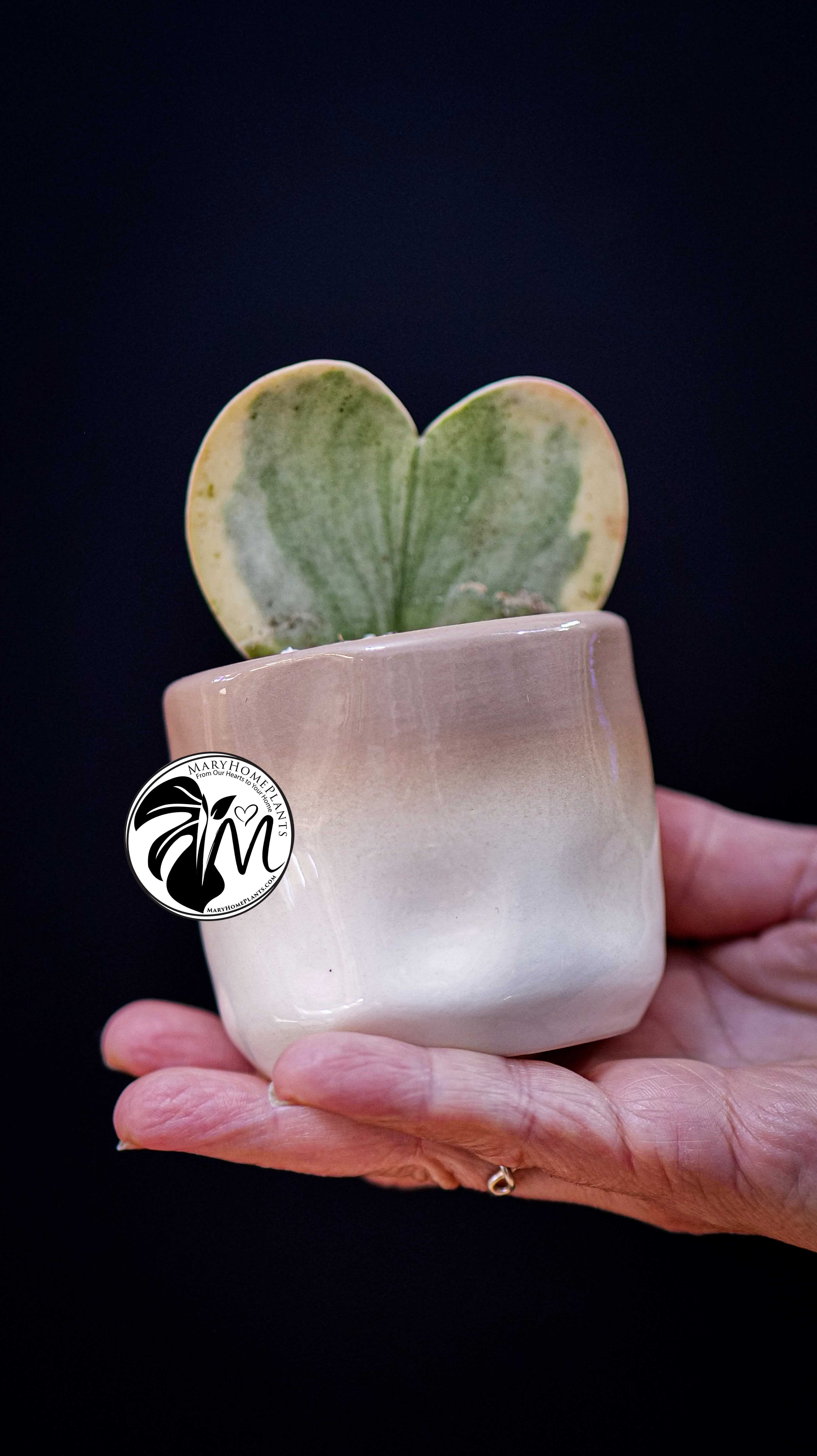 Hoya Kerrii Variegated