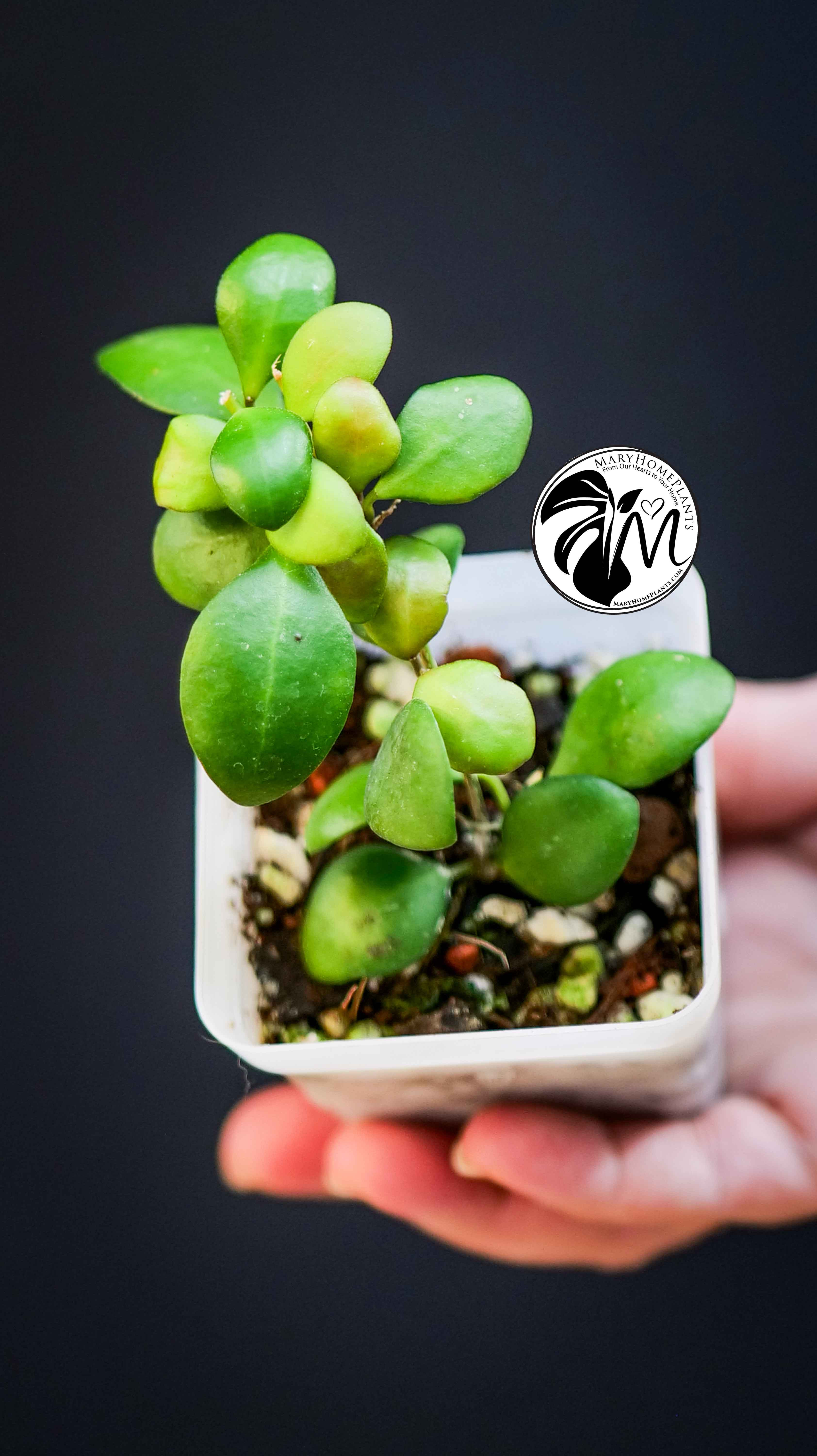 Hoya Heuschkeliana Yellow Flower