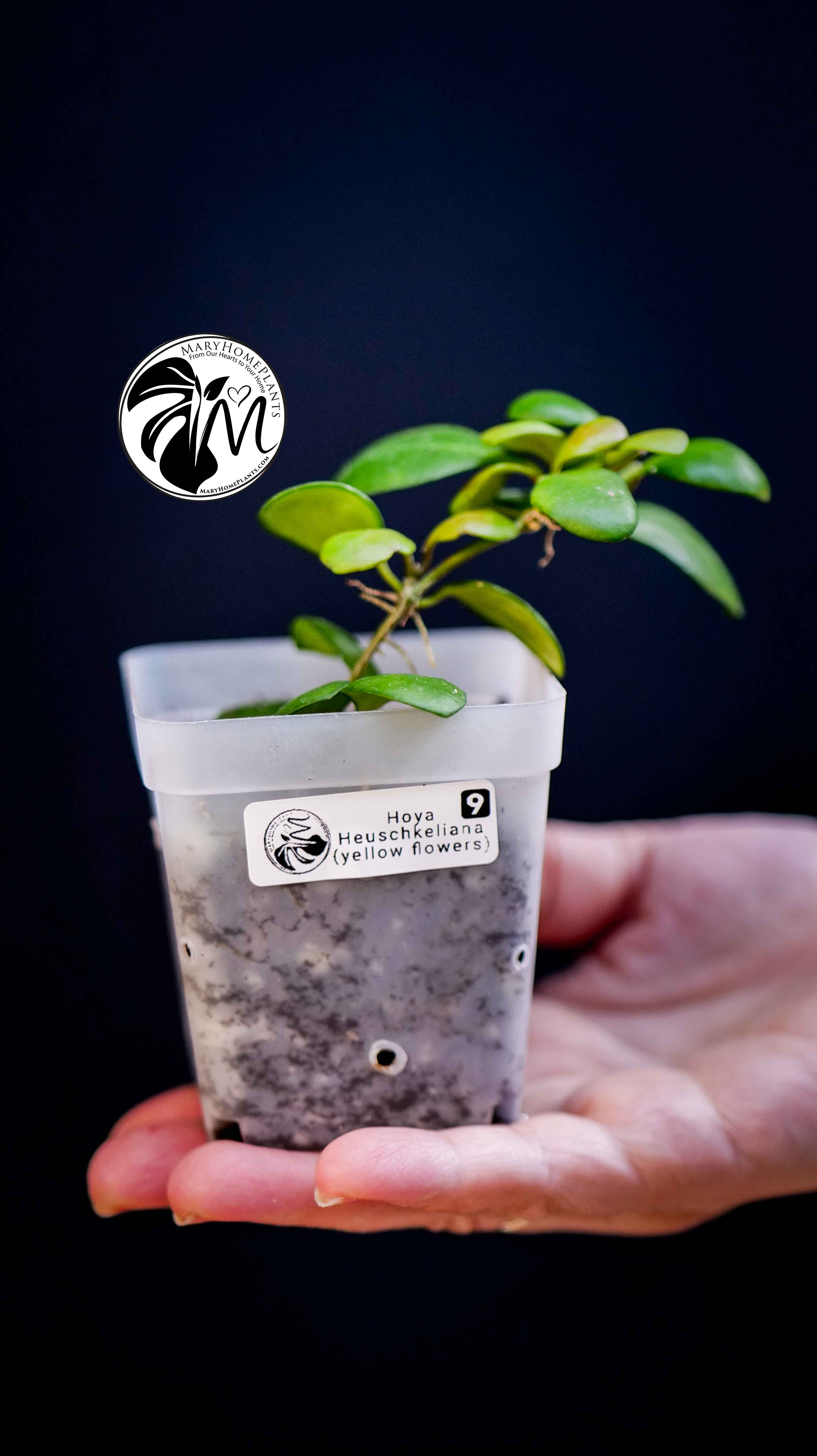 Hoya Heuschkeliana Yellow Flower
