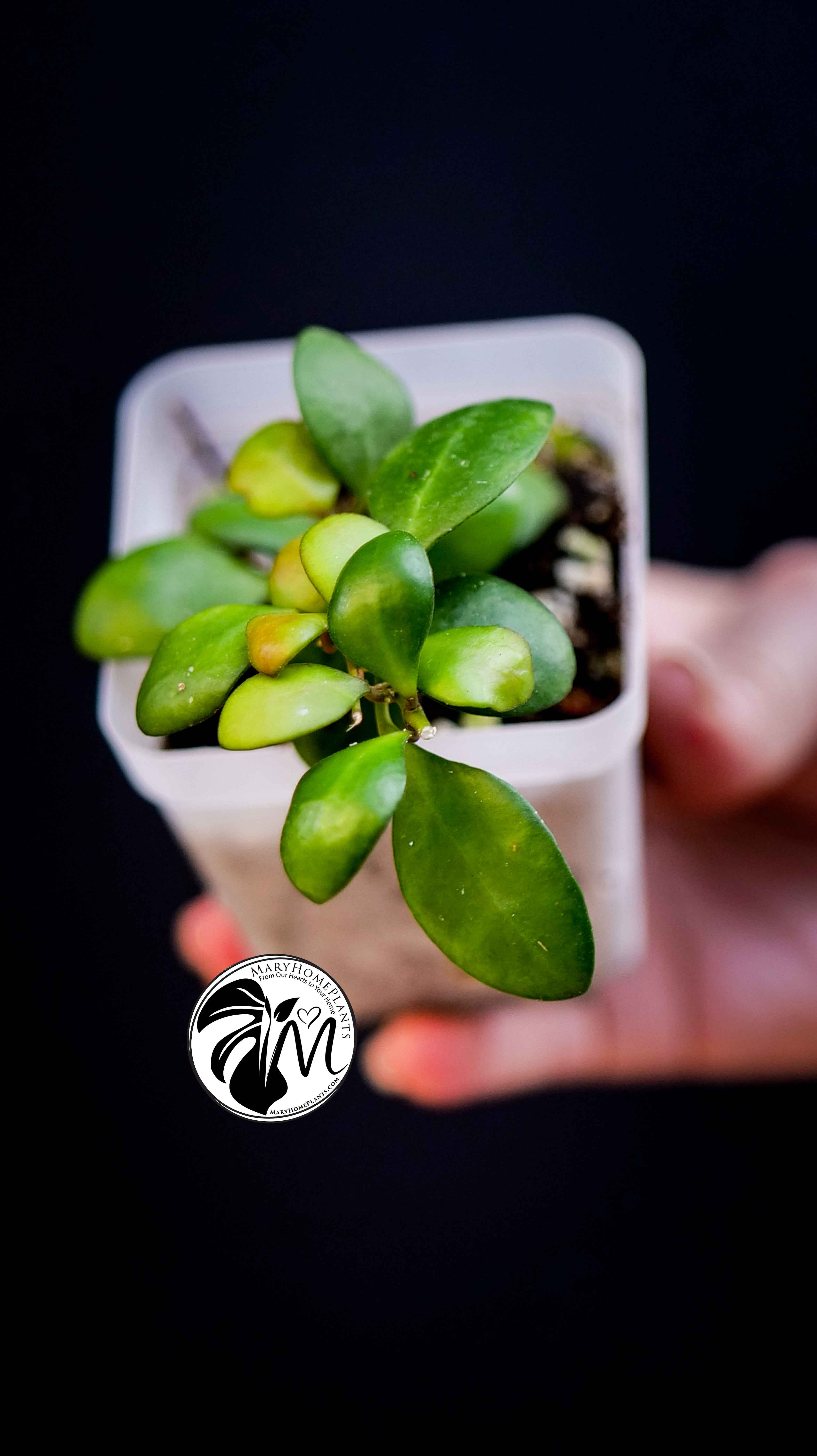 Hoya Heuschkeliana Yellow Flower